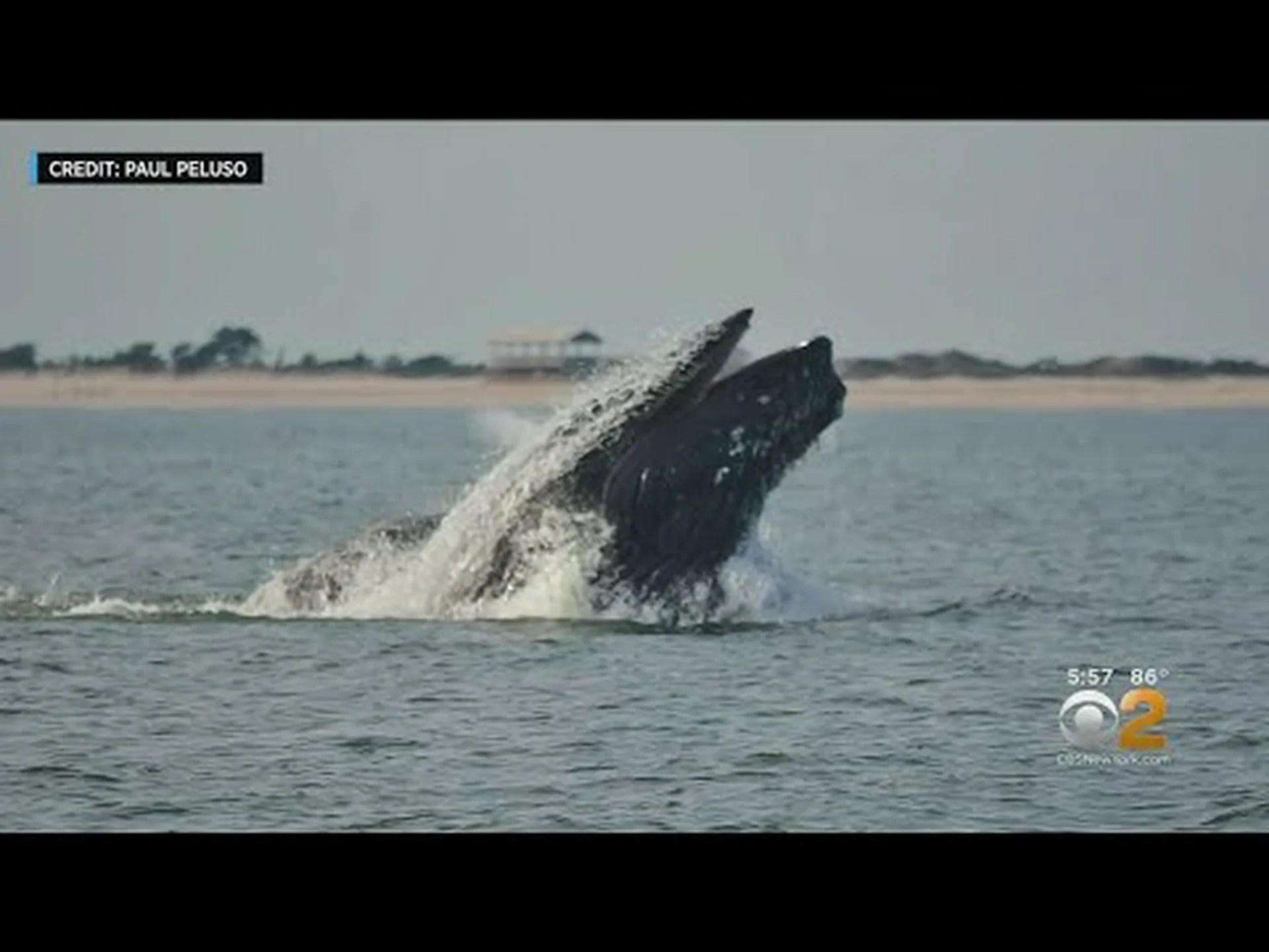 ロングアイランド湾で出会えるかもしれない 9 頭の素晴らしいクジラ ロングアイランド湾で出会えるかもしれない 9 頭の素晴らしいクジラ