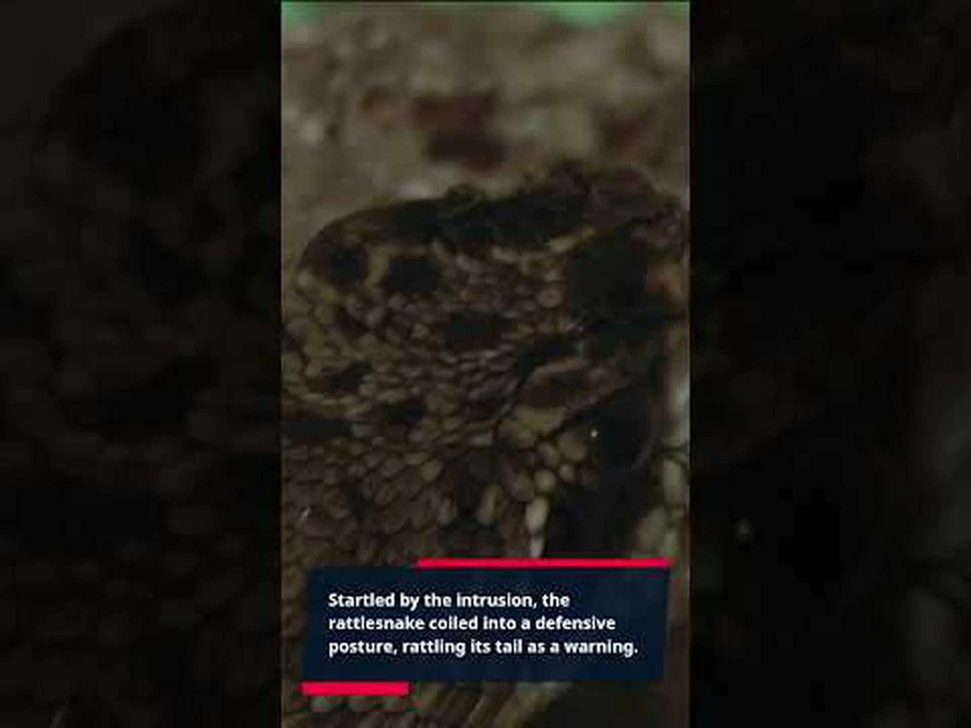 バージニア州唯一のガラガラヘビ種を発見 バージニア州唯一のガラガラヘビ種を発見