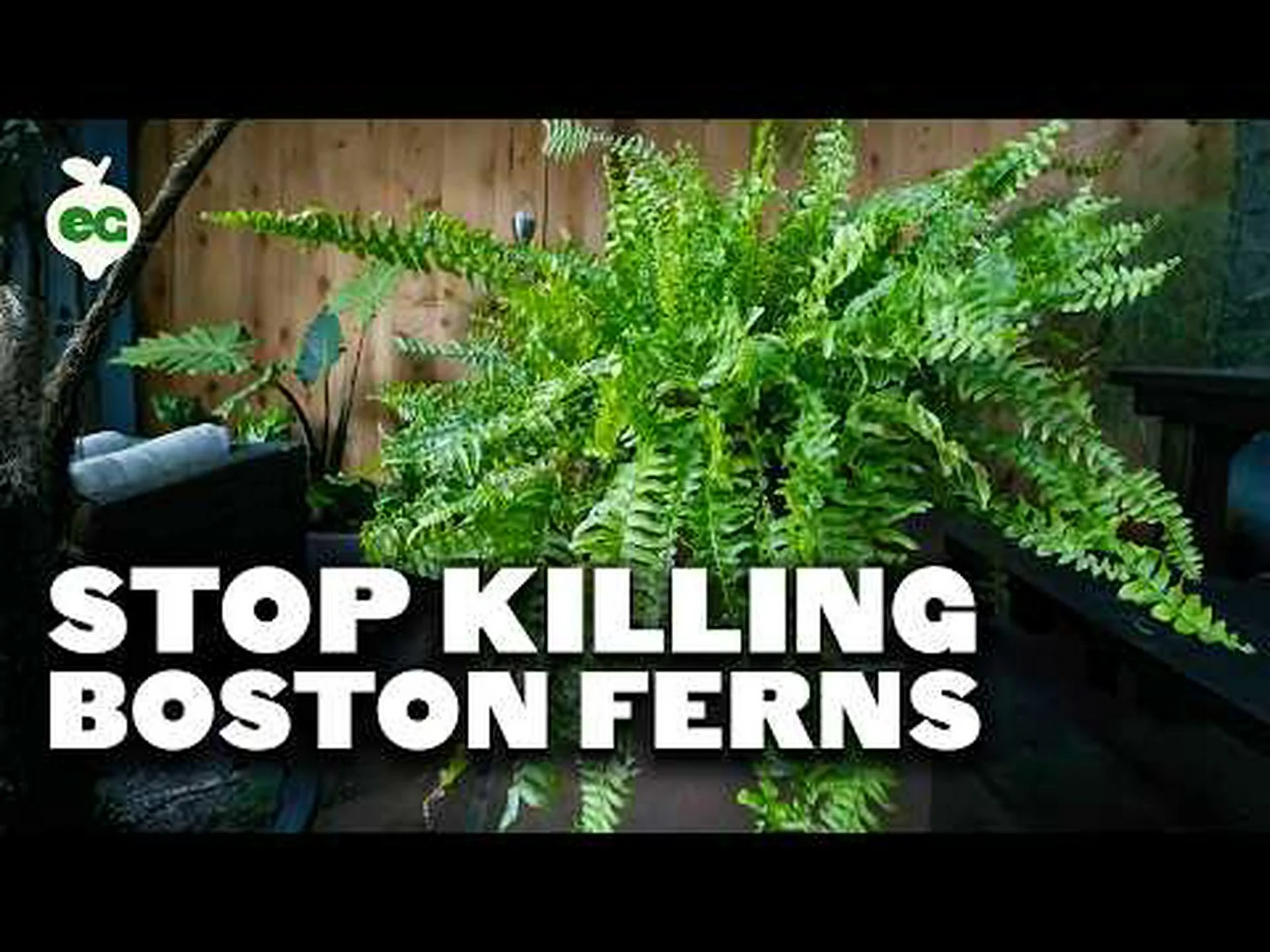 ボストンシダとソードシダ: よく似た見た目の 2 つの植物がそれぞれ混同されます ボストンシダとソードシダ: よく似た見た目の 2 つの植物がそれぞれ混同されます