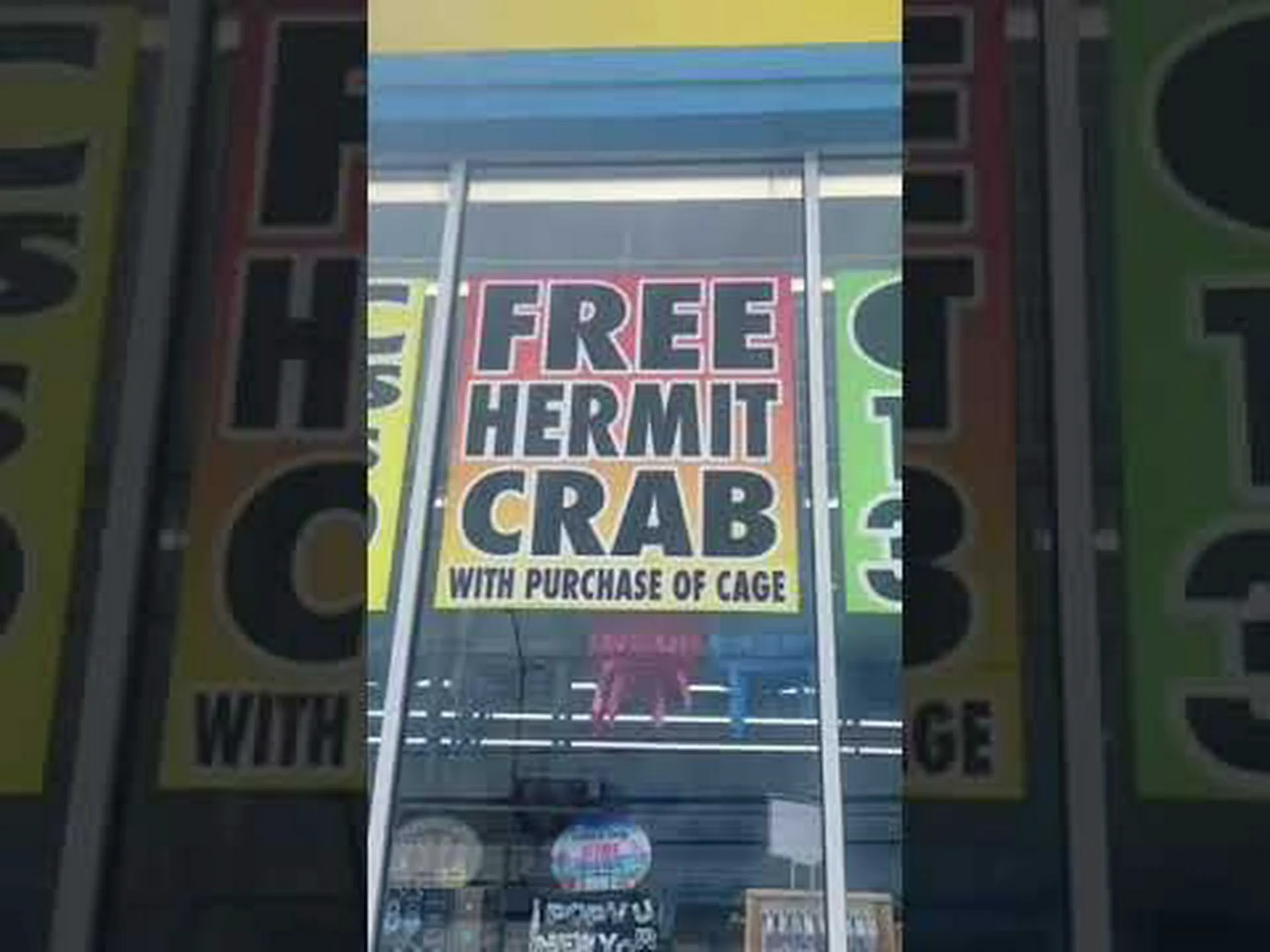 ヤドカリは子供の最初のペットに適していますか? ヤドカリは子供の最初のペットに適していますか?