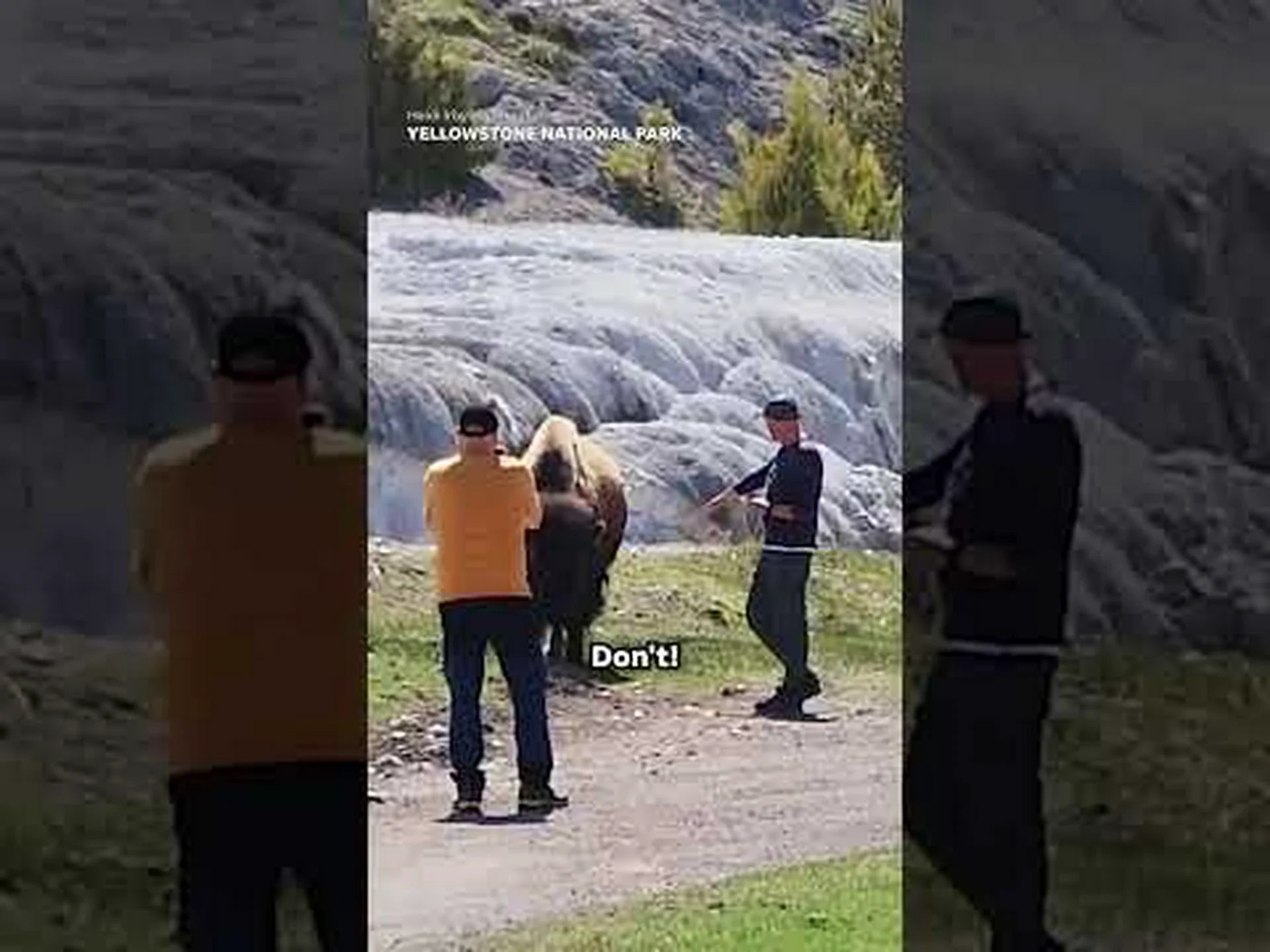 イエローストーン国立公園の周りを這う12匹の黒いクモを発見…危険なのでしょうか? イエローストーン国立公園の周りを這う12匹の黒いクモを発見…危険なのでしょうか?