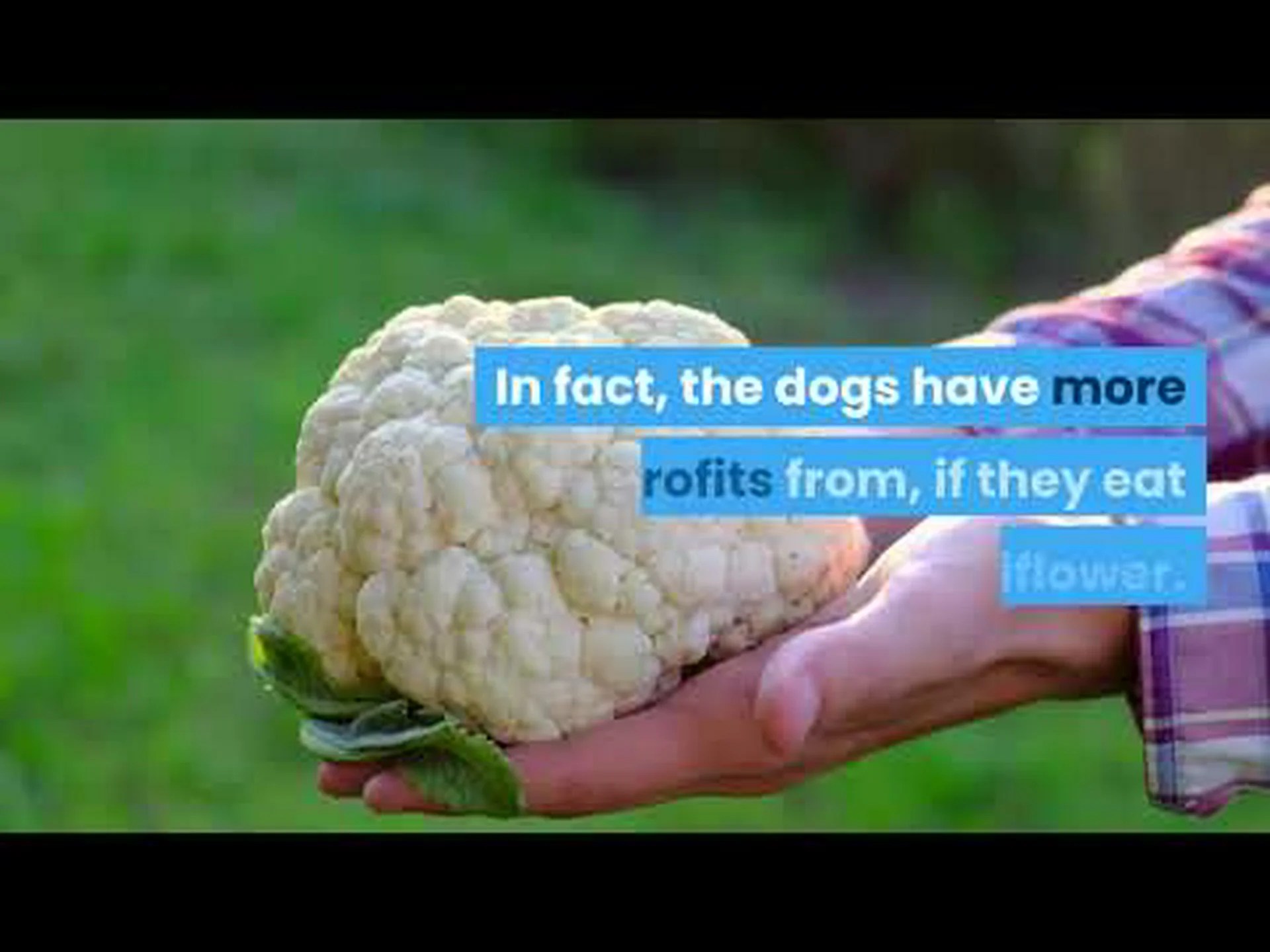 はい!犬はカリフラワーを食べても大丈夫です。 5 つの理由 はい!犬はカリフラワーを食べても大丈夫です。 5 つの理由