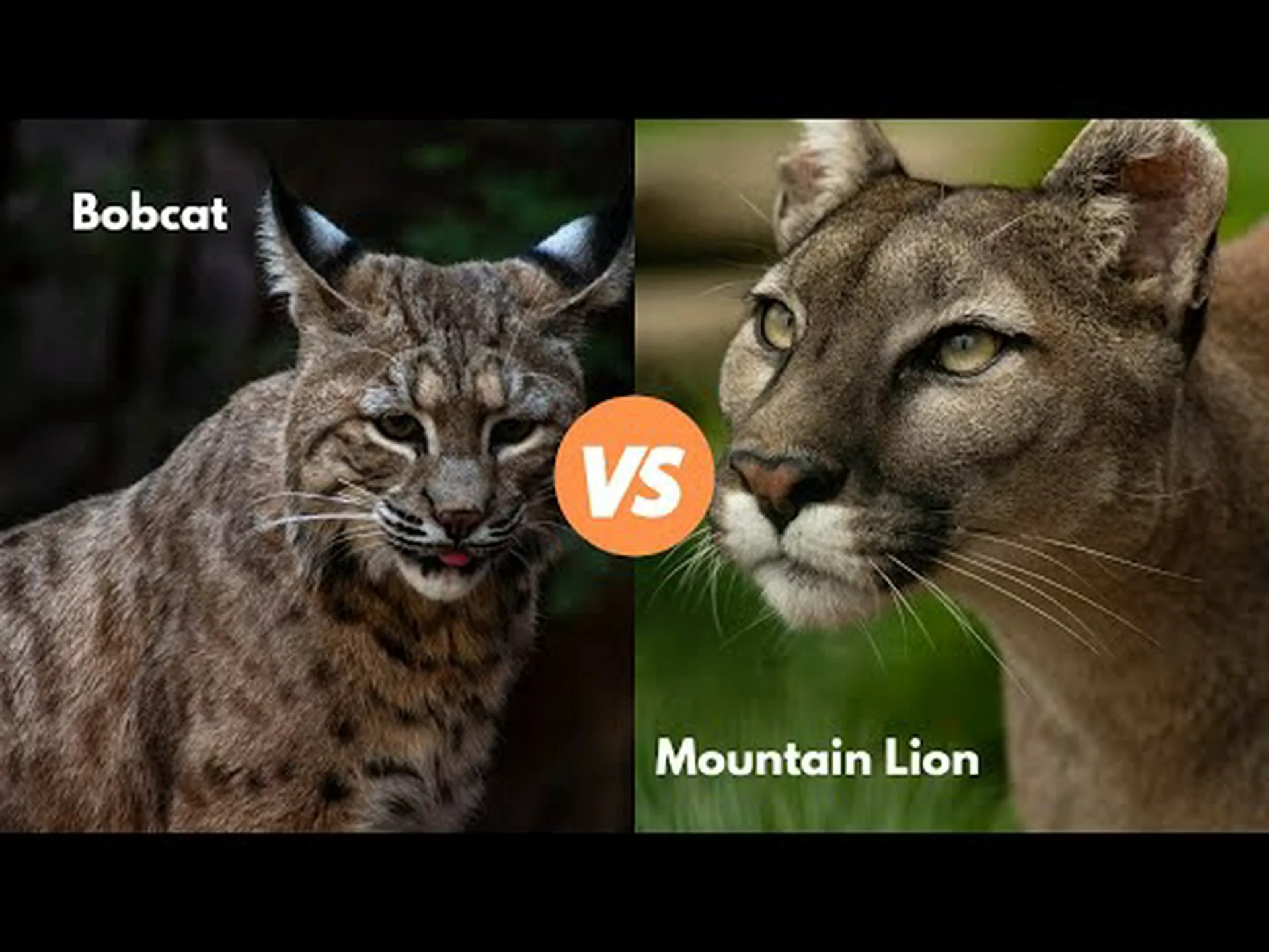 マウンテン ライオン vs ボブキャット: 戦ったらどちらが勝ちますか? マウンテン ライオン vs ボブキャット: 戦ったらどちらが勝ちますか?