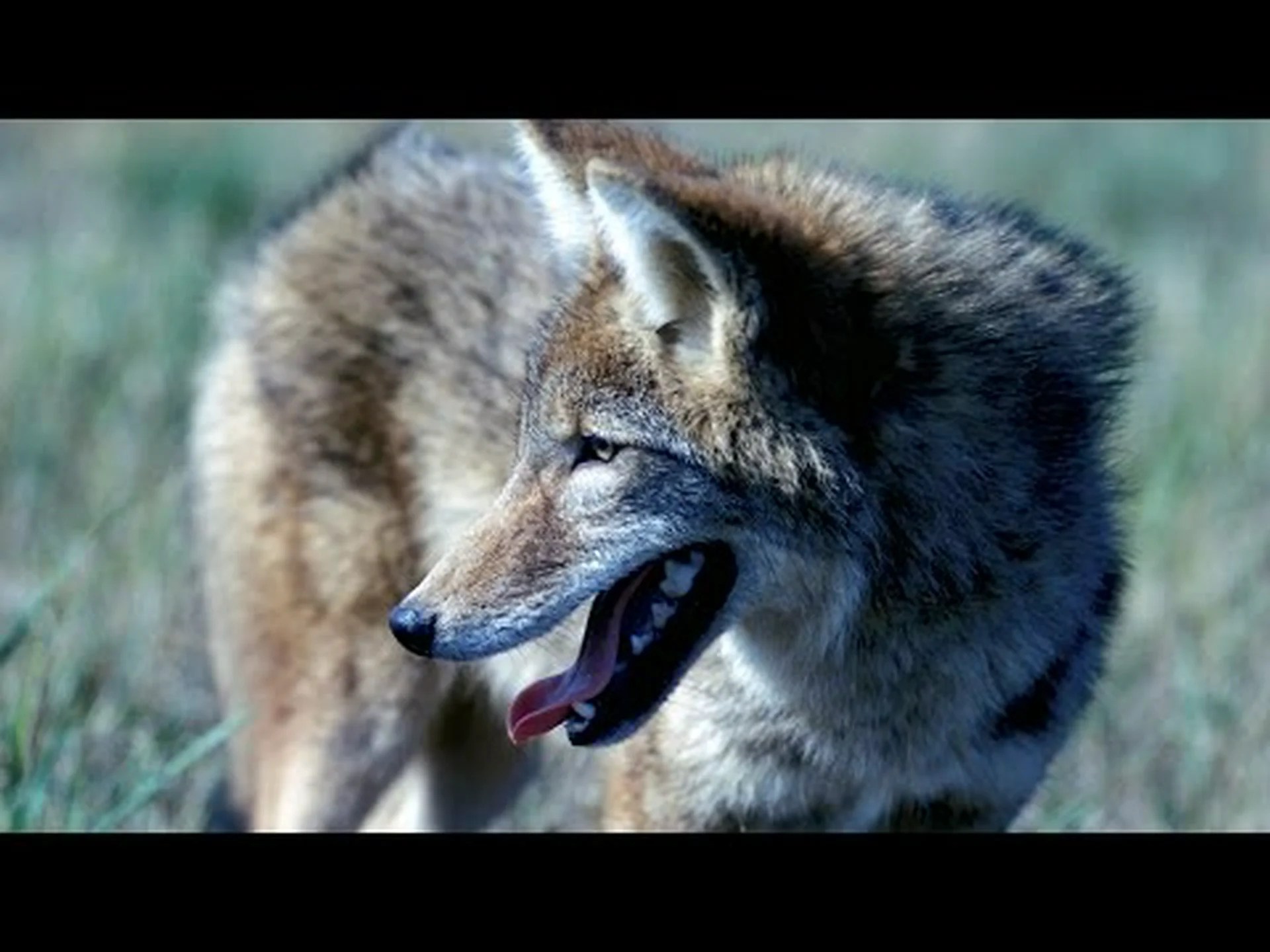 コヨーテがどれほど速く走ることができるか: 最高速度などを発見してください! コヨーテがどれほど速く走ることができるか: 最高速度などを発見してください!