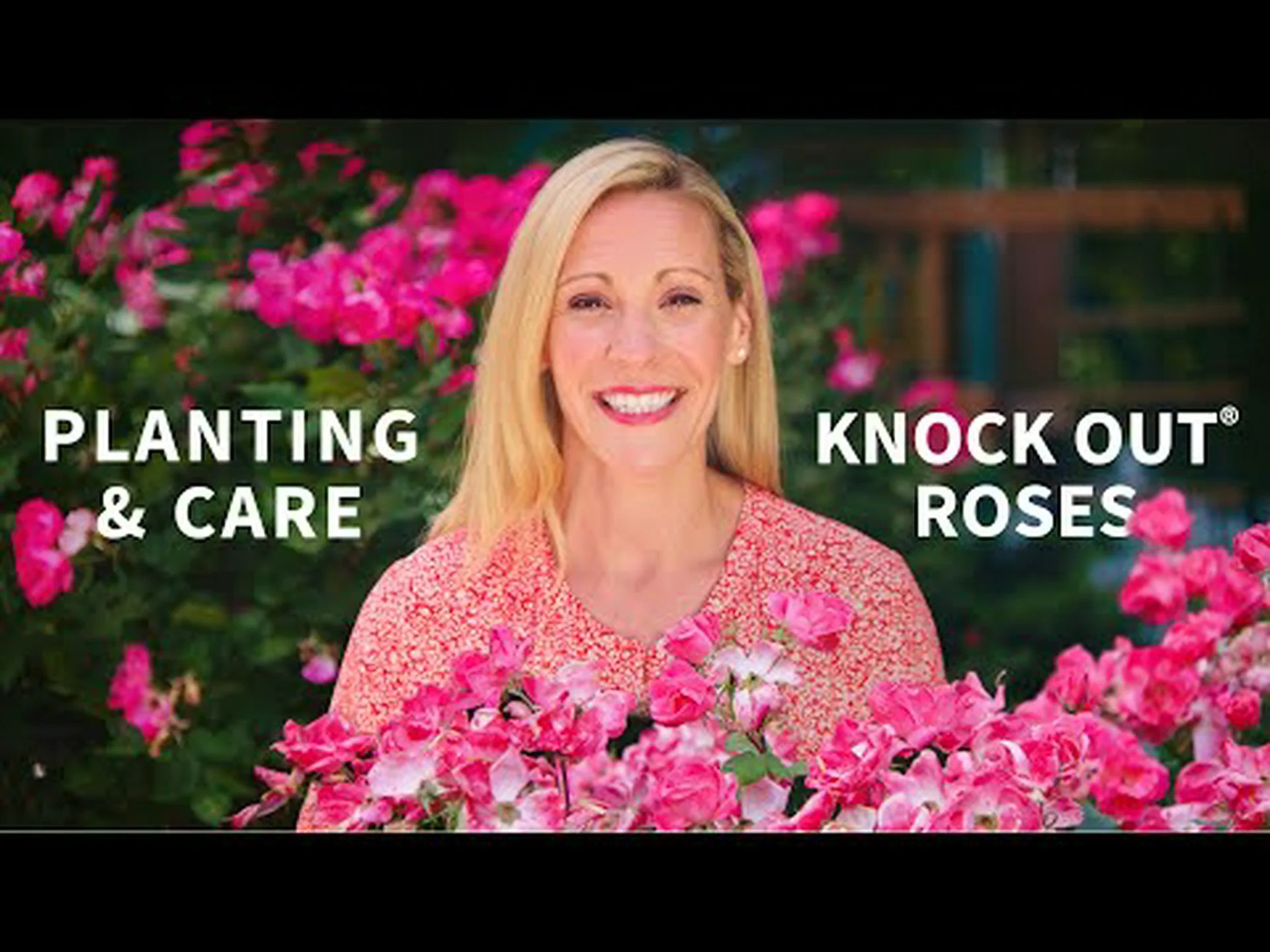 庭を活気づける10色のノックアウトバラ 庭を活気づける10色のノックアウトバラ