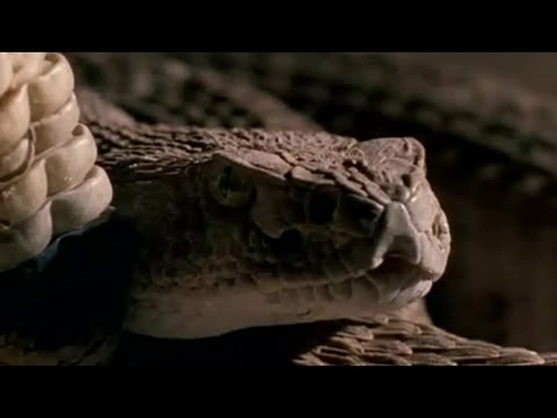 バイパーとガラガラヘビ: どう違うの? バイパーとガラガラヘビ: どう違うの?