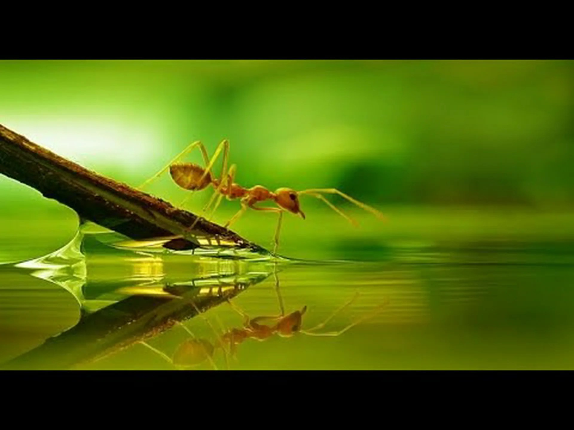 はい、泳げるアリもいます!できる人とできない人に関する事実 はい、泳げるアリもいます!できる人とできない人に関する事実