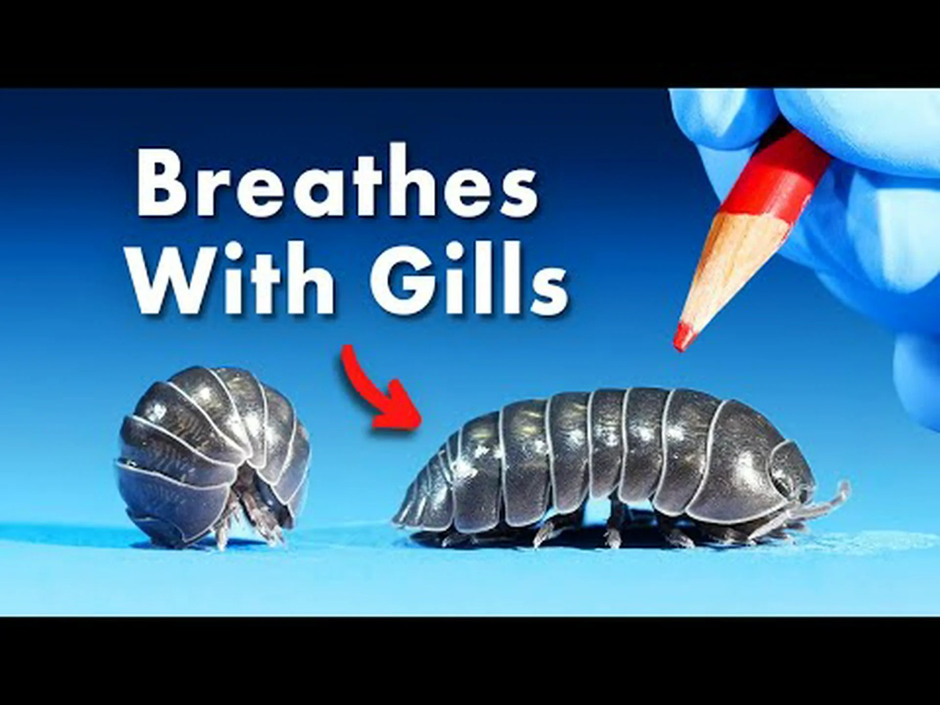 カタツムリの糞: あなたが今まで知りたかったすべて カタツムリの糞: あなたが今まで知りたかったすべて