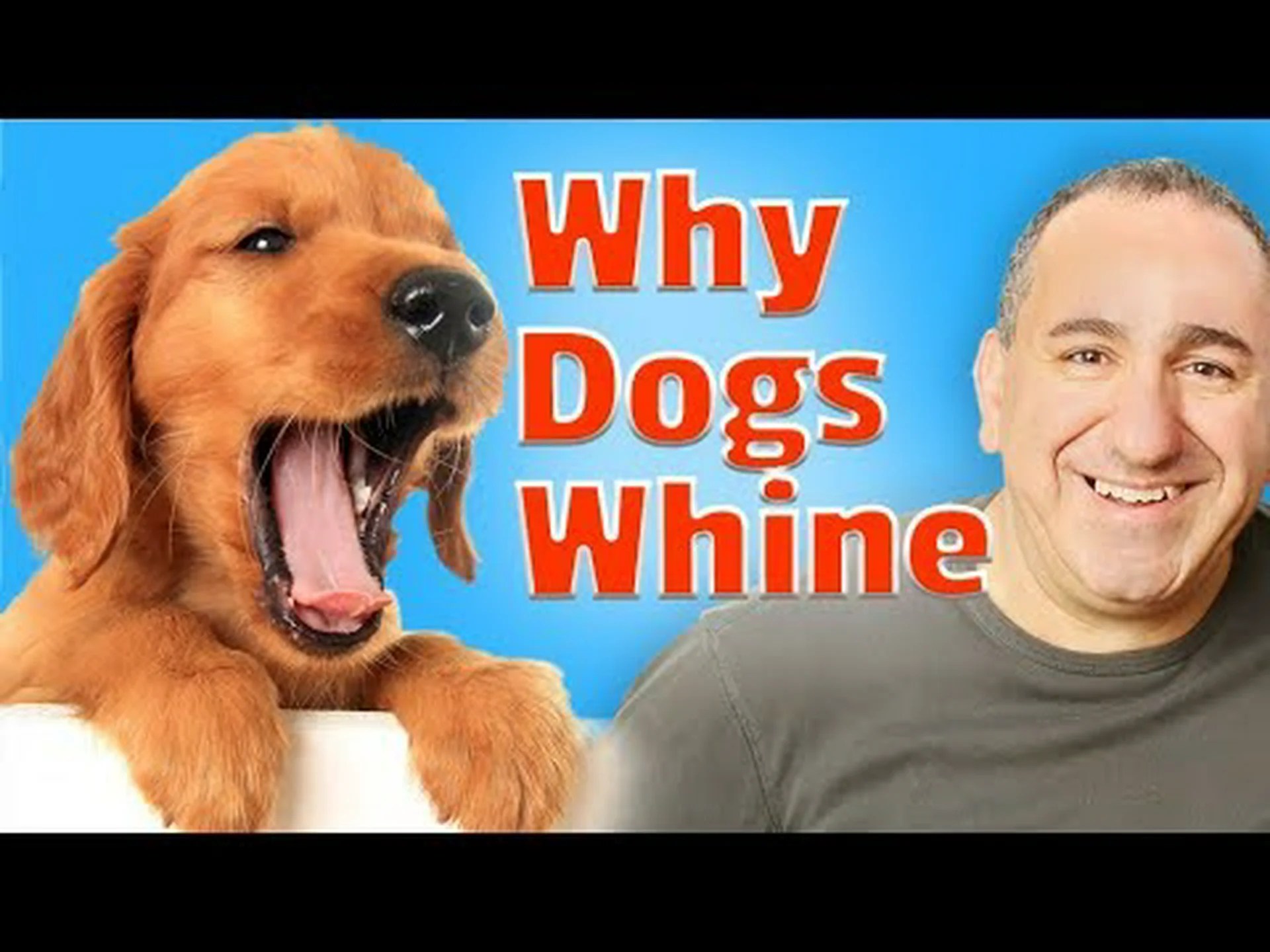 犬の鳴き声:何をすべきか、何を言っているのか、そしてどのように止めるか 犬の鳴き声:何をすべきか、何を言っているのか、そしてどのように止めるか