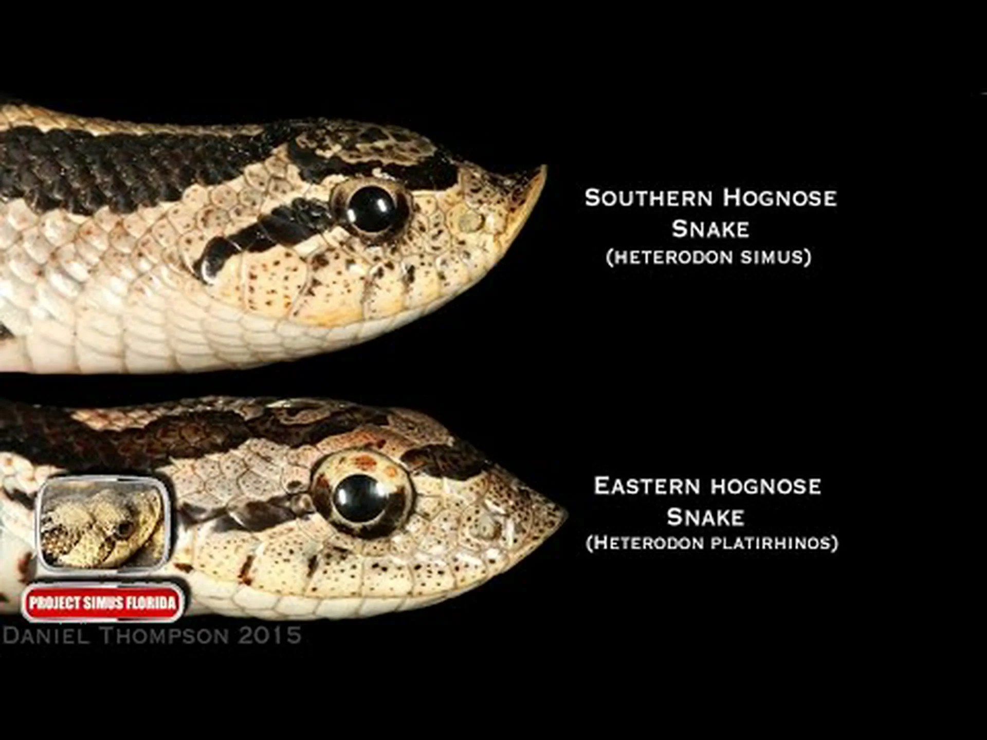 マムシとヒガシブタヘビ: 主な違いの説明 マムシとヒガシブタヘビ: 主な違いの説明