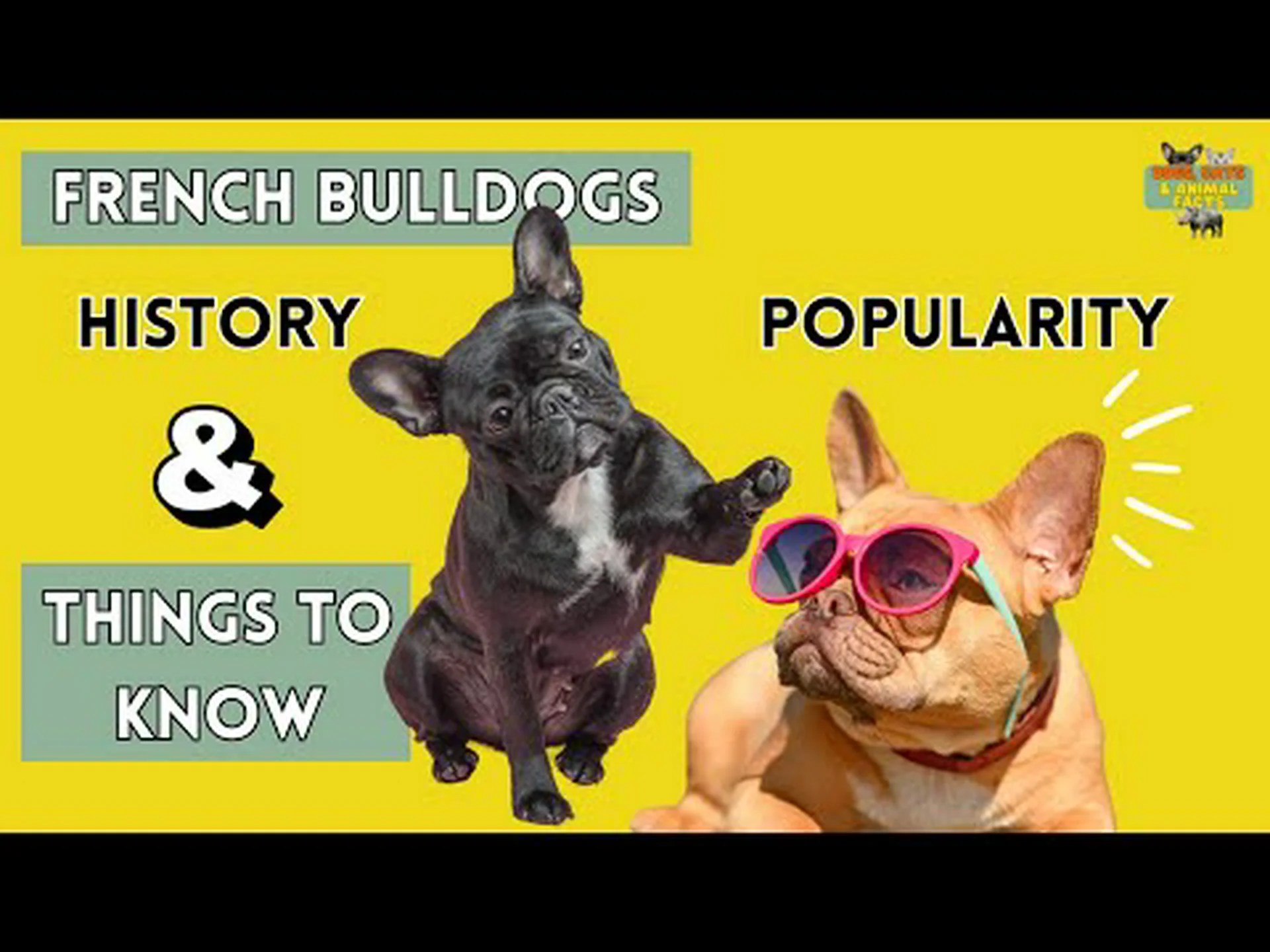 フレンチ ブルドッグは何のために育てられたのでしょうか?本来の用途、歴史、職業 フレンチ ブルドッグは何のために育てられたのでしょうか?本来の用途、歴史、職業