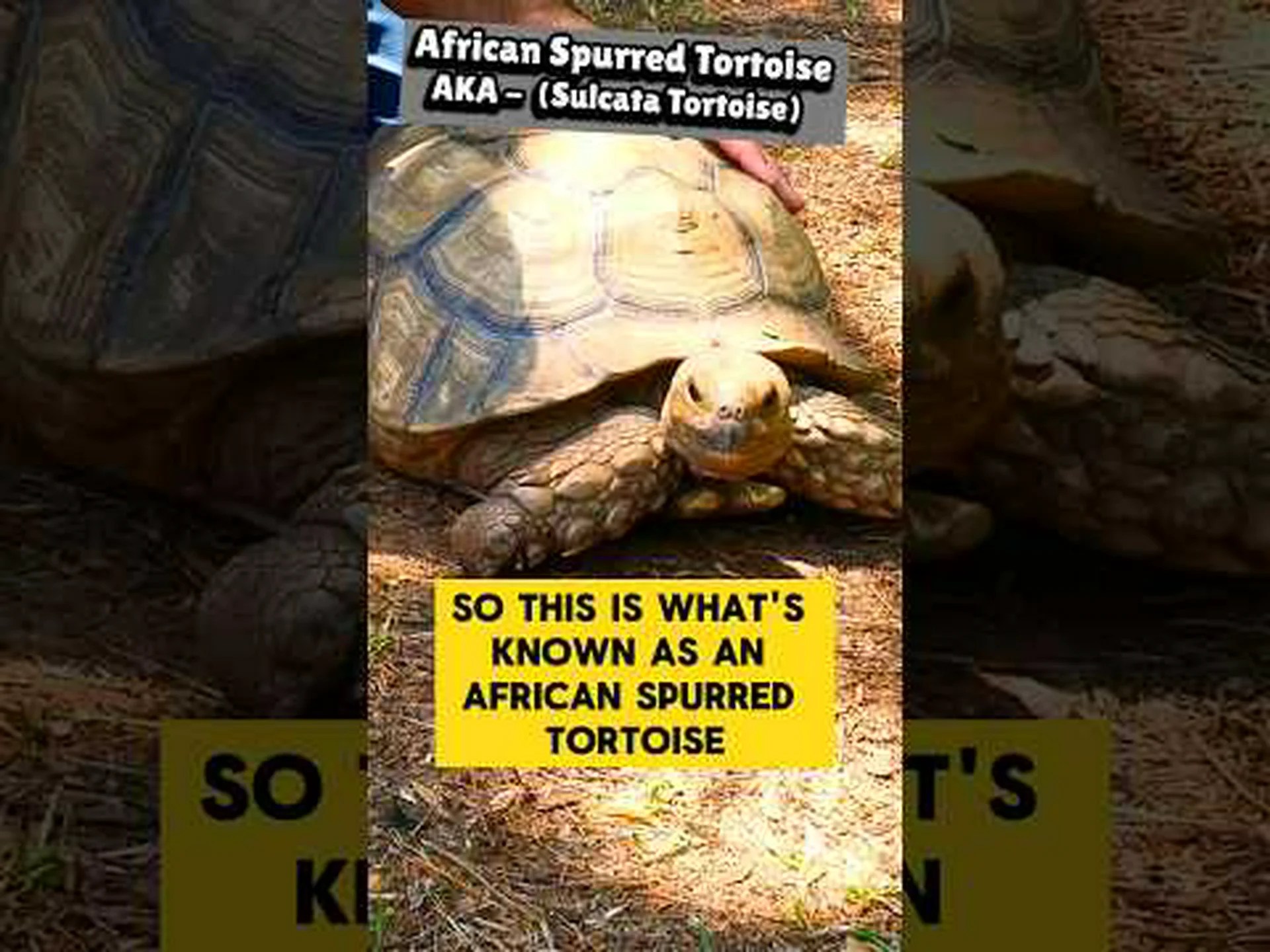 カミツキガメとカメ: 主な違いの説明 カミツキガメとカメ: 主な違いの説明