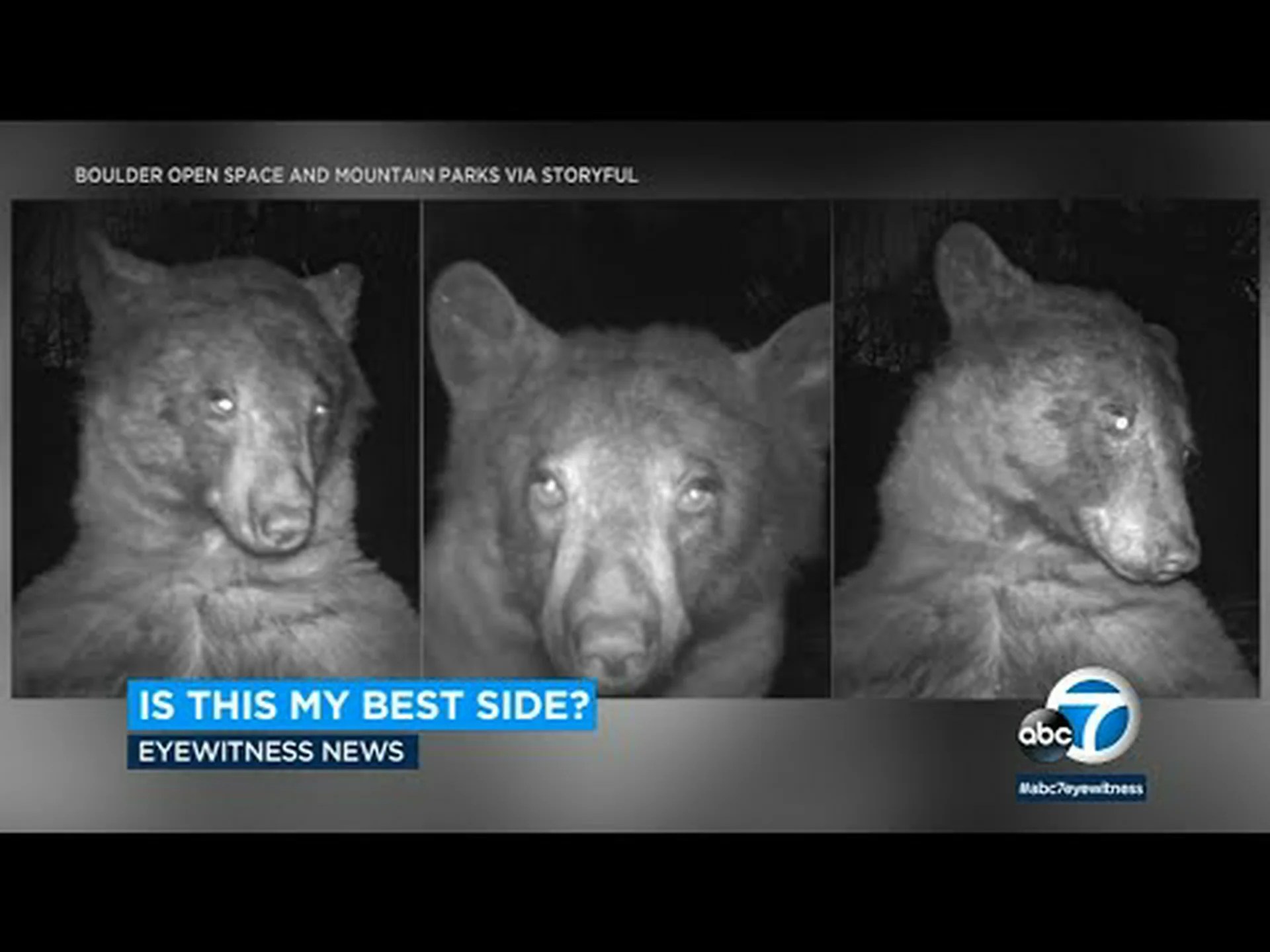 道の真ん中でポーズをとる好奇心旺盛なクマの写真撮影をご覧ください 道の真ん中でポーズをとる好奇心旺盛なクマの写真撮影をご覧ください