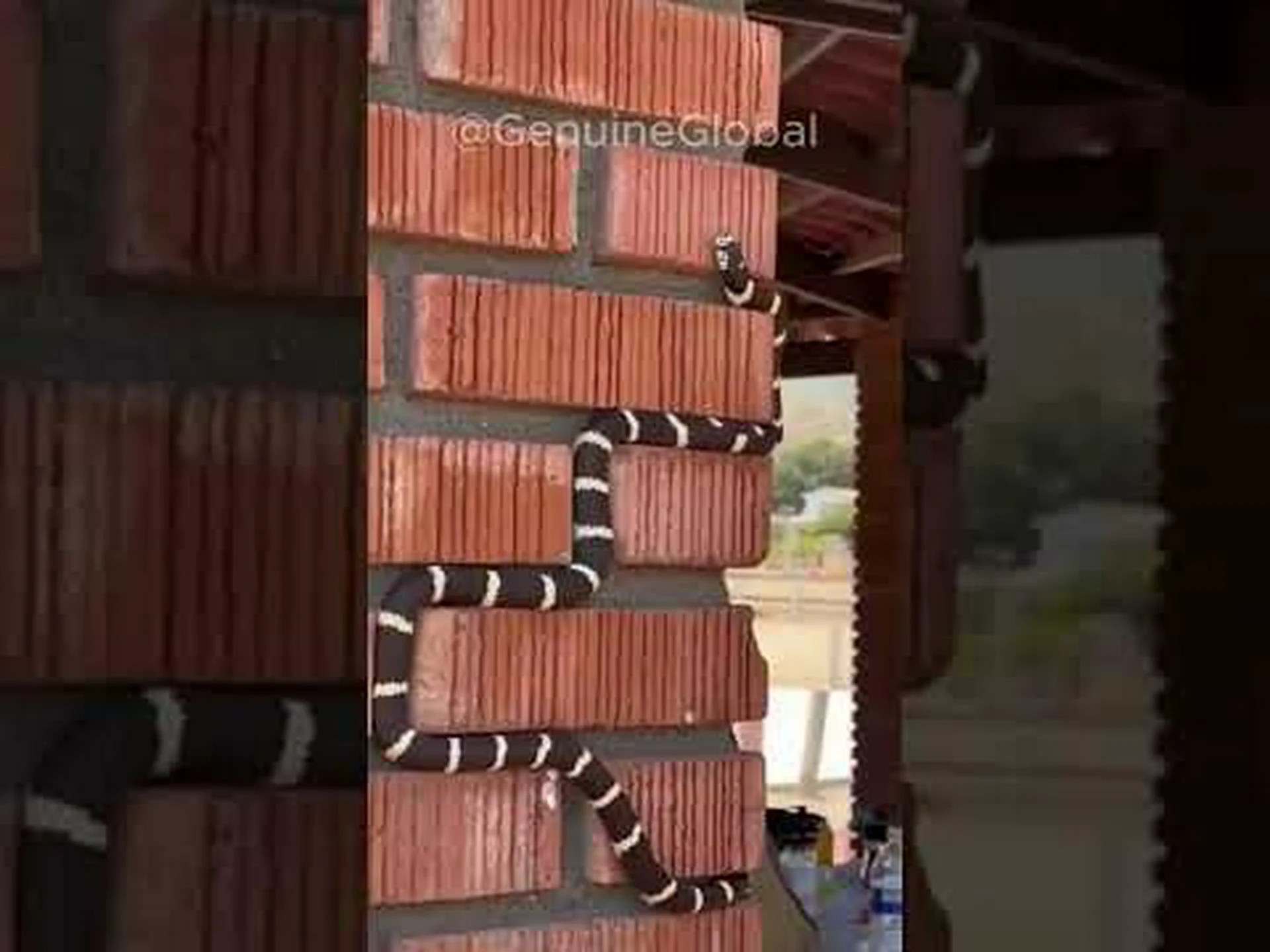 不気味なほど平和にレンガの壁を登るキングスネーク 不気味なほど平和にレンガの壁を登るキングスネーク