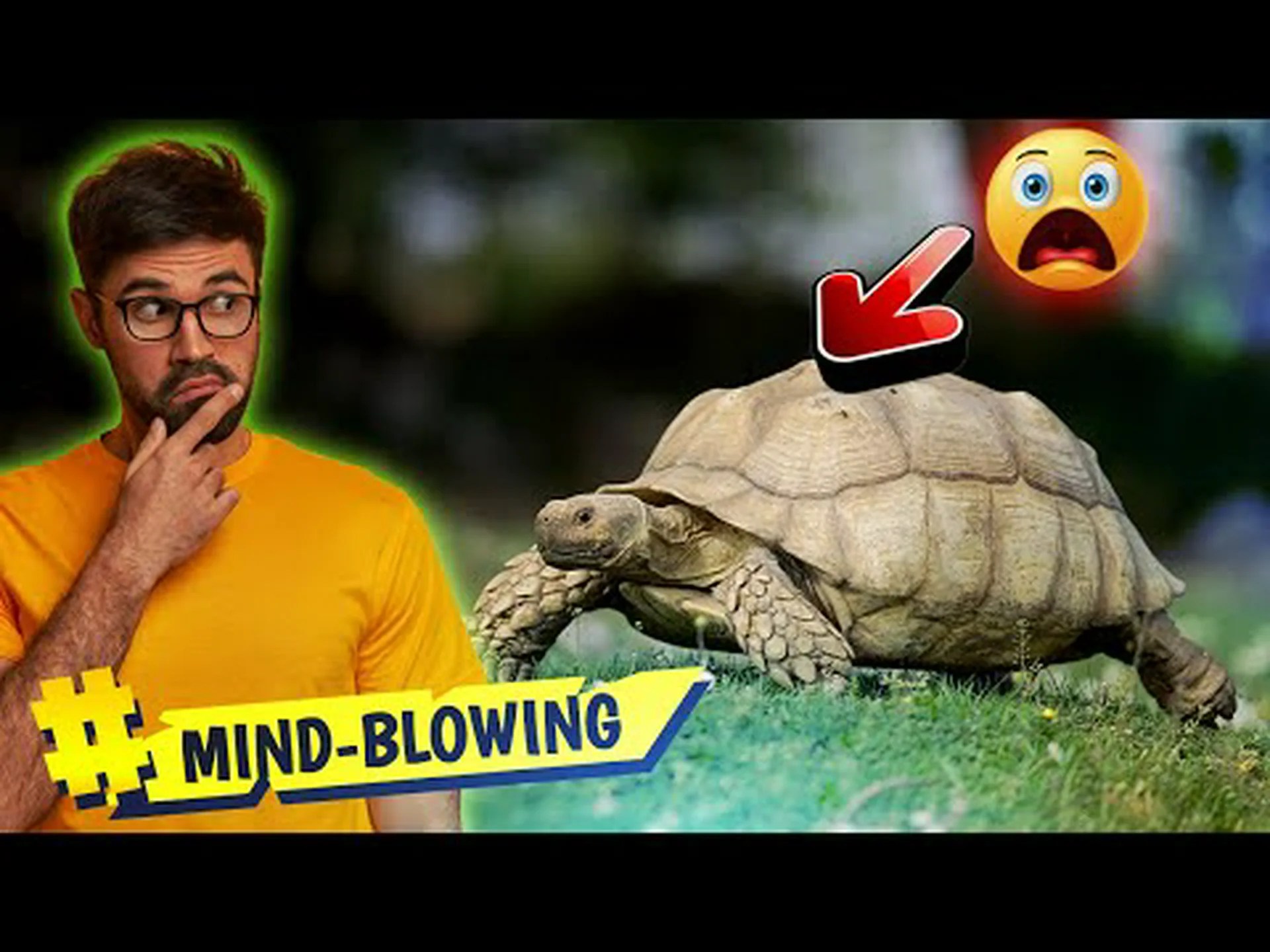 スルカタガメの驚くべき 10 の事実 スルカタガメの驚くべき 10 の事実