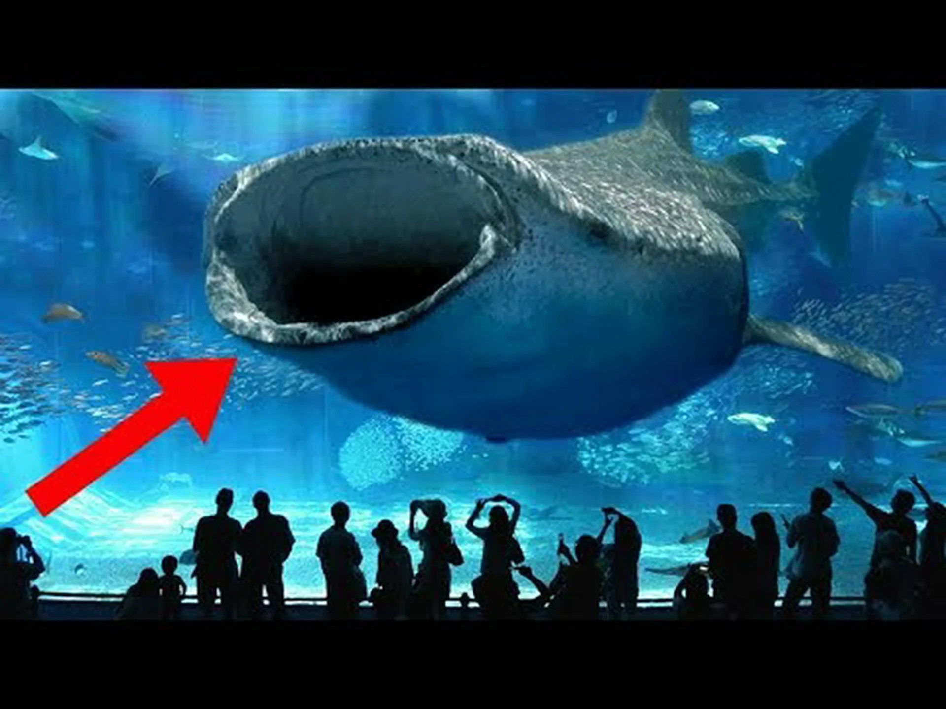 インディアナ州で最高の水族館 (近隣に 2 か所) インディアナ州で最高の水族館 (近隣に 2 か所)