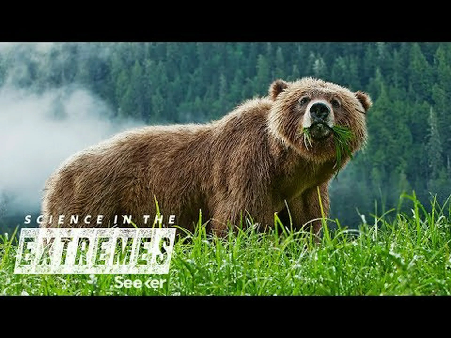 イエローストーンがハイイログマの捕獲に向けて準備を進めている理由を知る イエローストーンがハイイログマの捕獲に向けて準備を進めている理由を知る