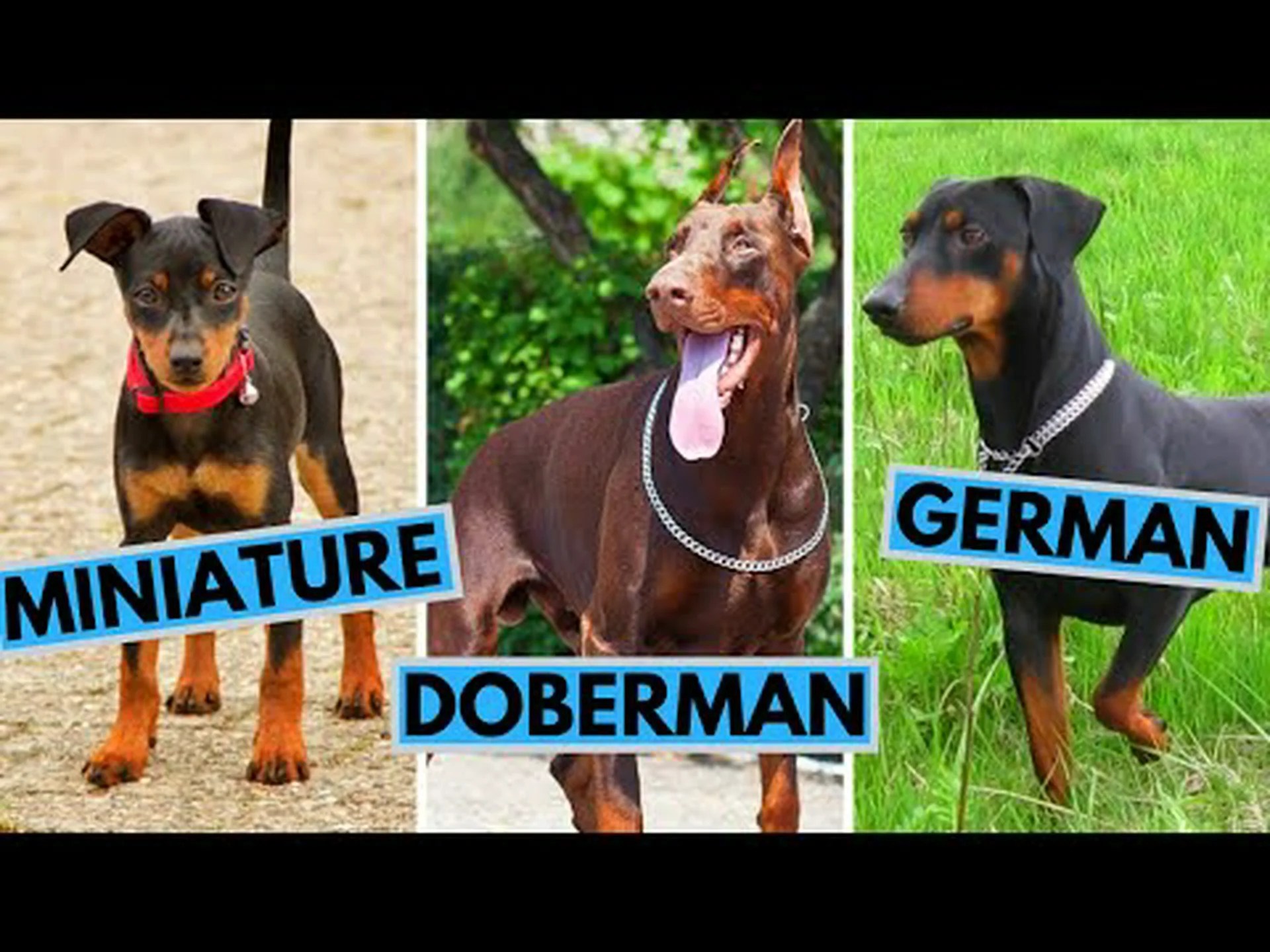 ジャーマンピンシャー vs ミニチュアピンシャー ジャーマンピンシャー vs ミニチュアピンシャー