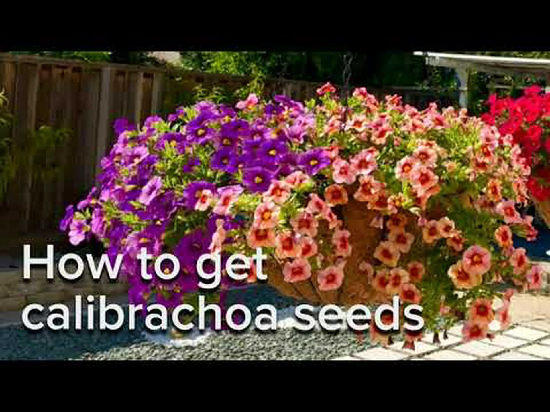 カリブラコアの種: 自分で美しい花を育てましょう! カリブラコアの種: 自分で美しい花を育てましょう!