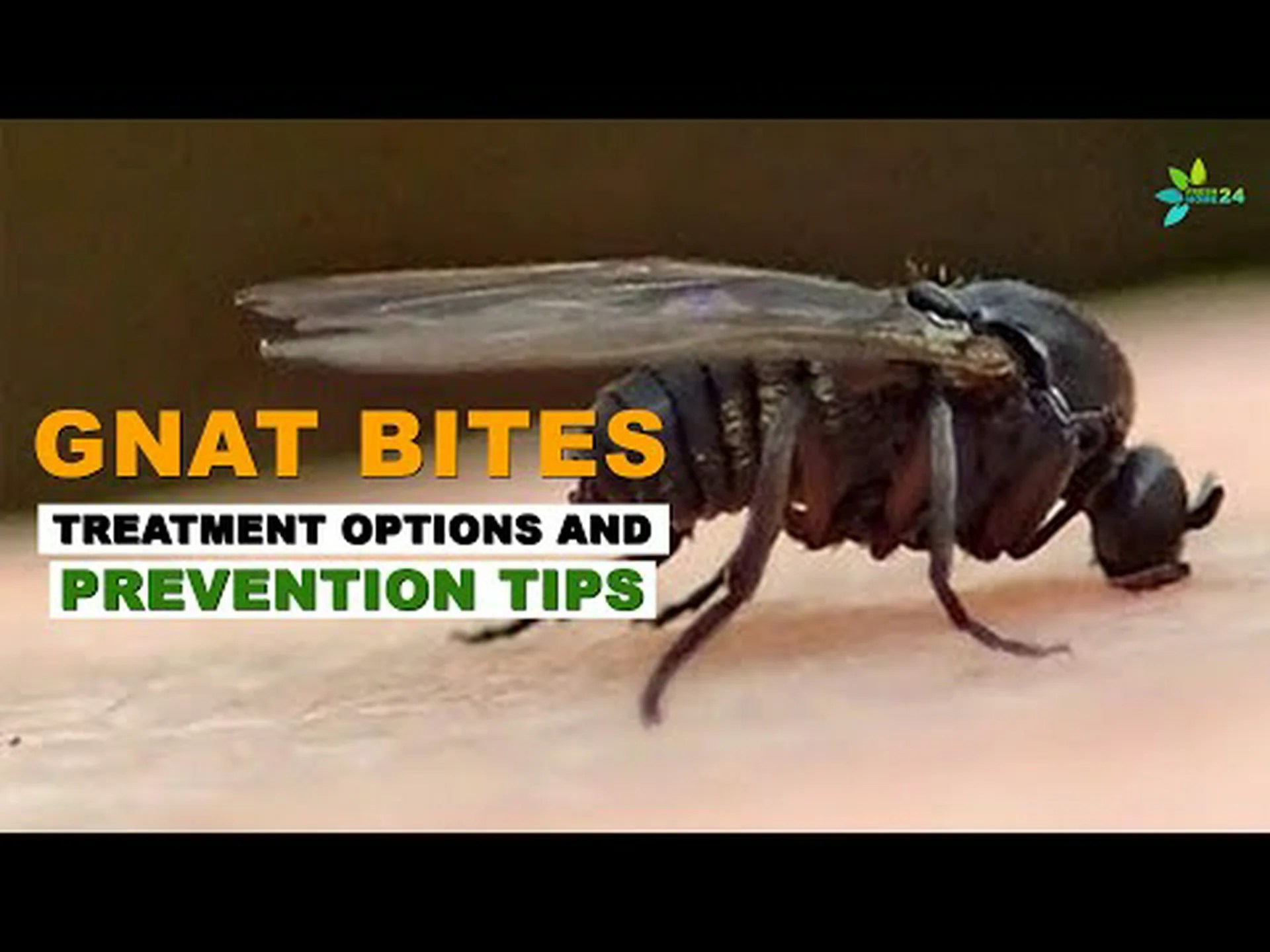 ブヨの咬み傷: 咬まれたかどうかの見分け方と治療法 ブヨの咬み傷: 咬まれたかどうかの見分け方と治療法