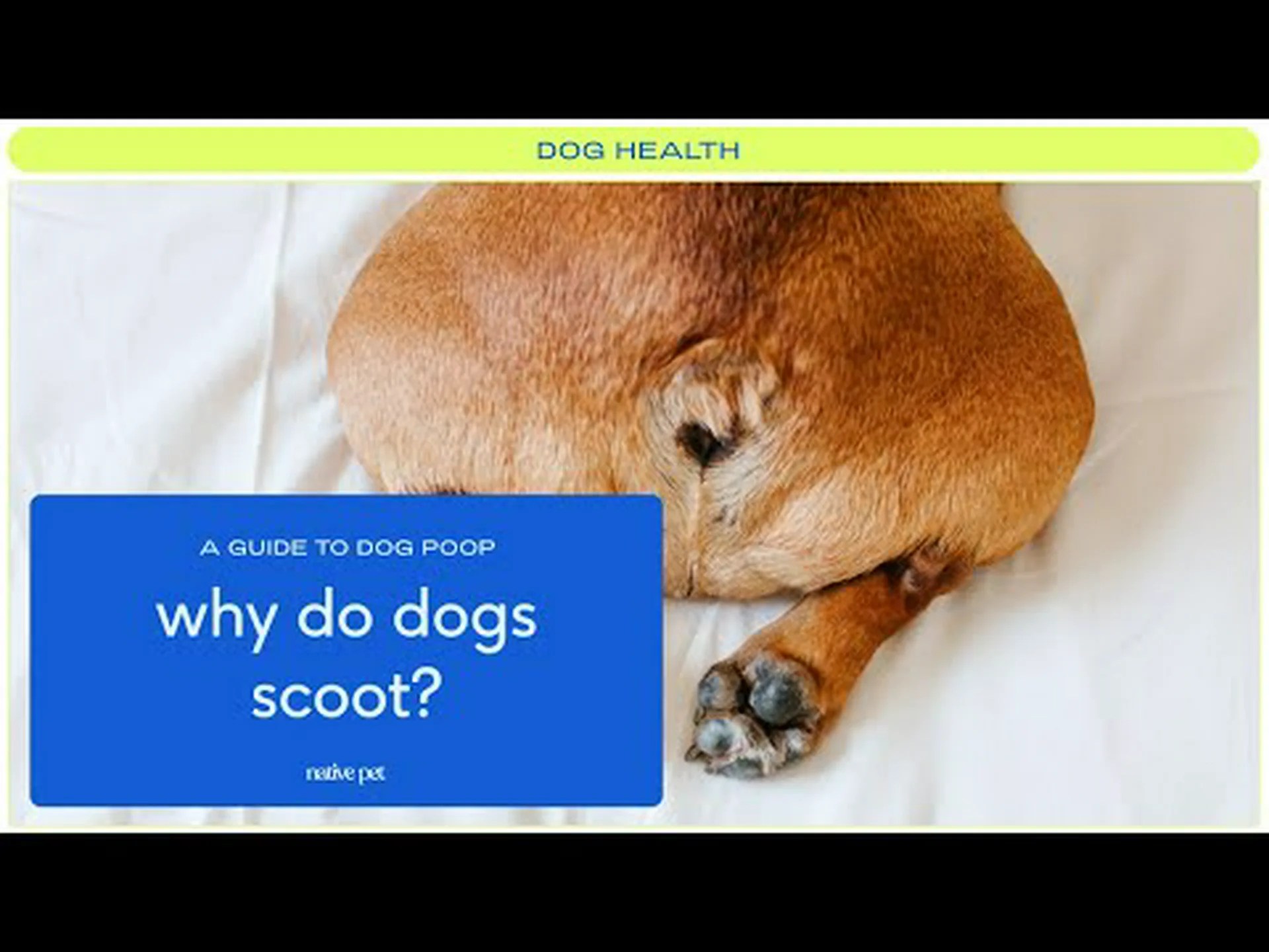 犬のスクーティング(お尻引きずり)とその止め方 犬のスクーティング(お尻引きずり)とその止め方