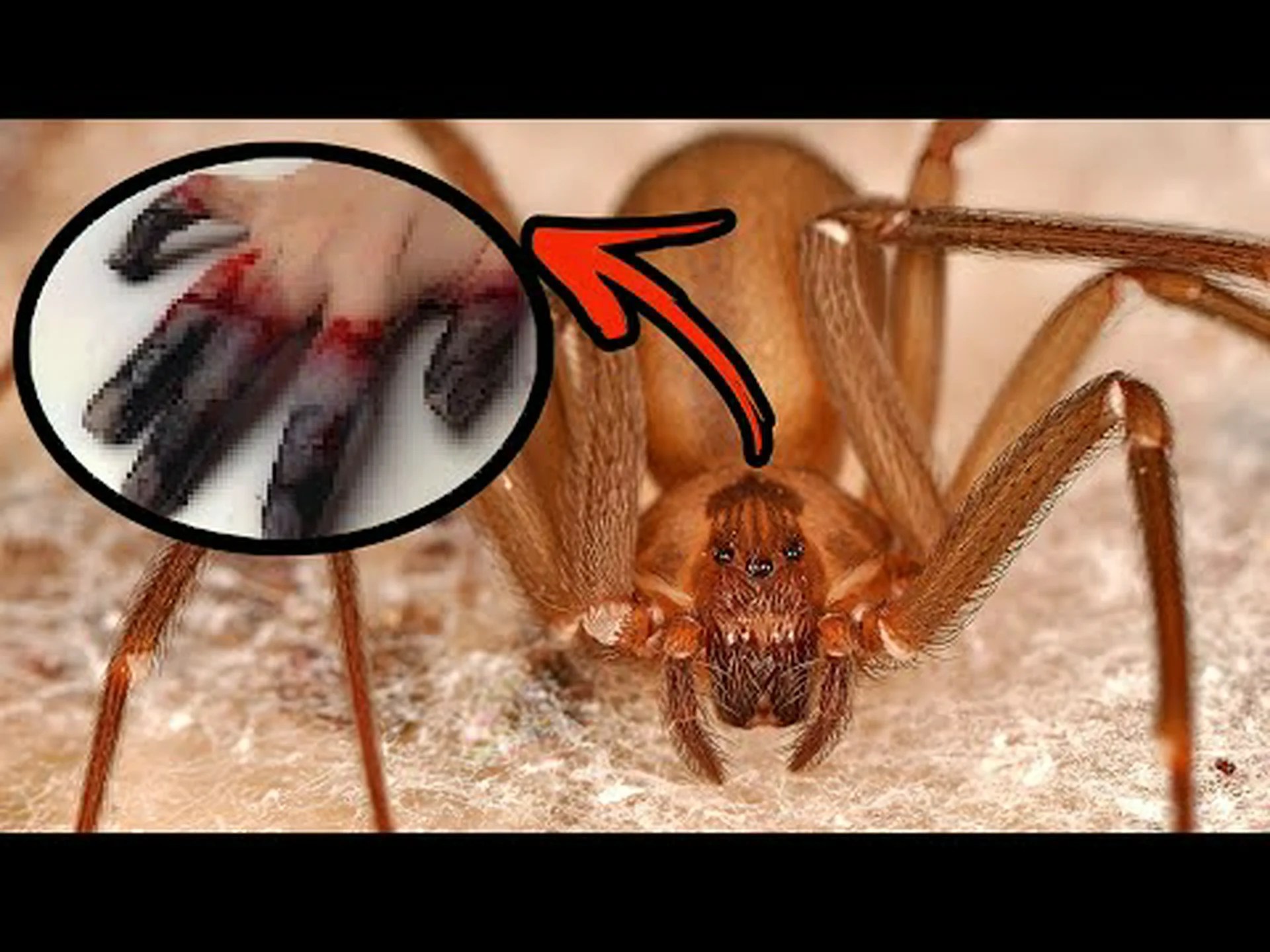 アリゾナ州ではドクイトグモはどれくらい一般的ですか? アリゾナ州ではドクイトグモはどれくらい一般的ですか?