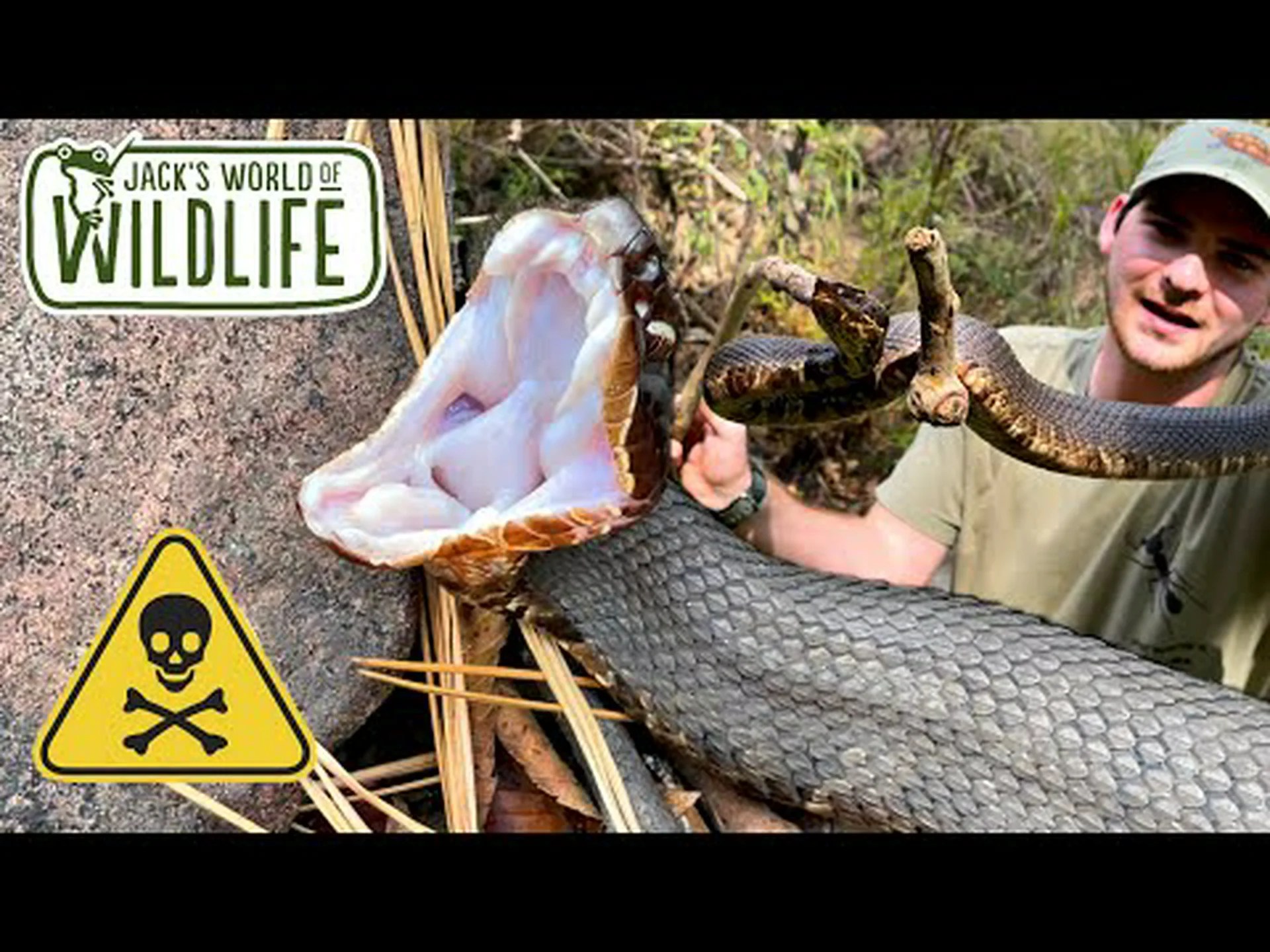 ルイジアナワタマウスが最も活動的(そして攻撃的)な時期を発見する ルイジアナワタマウスが最も活動的(そして攻撃的)な時期を発見する