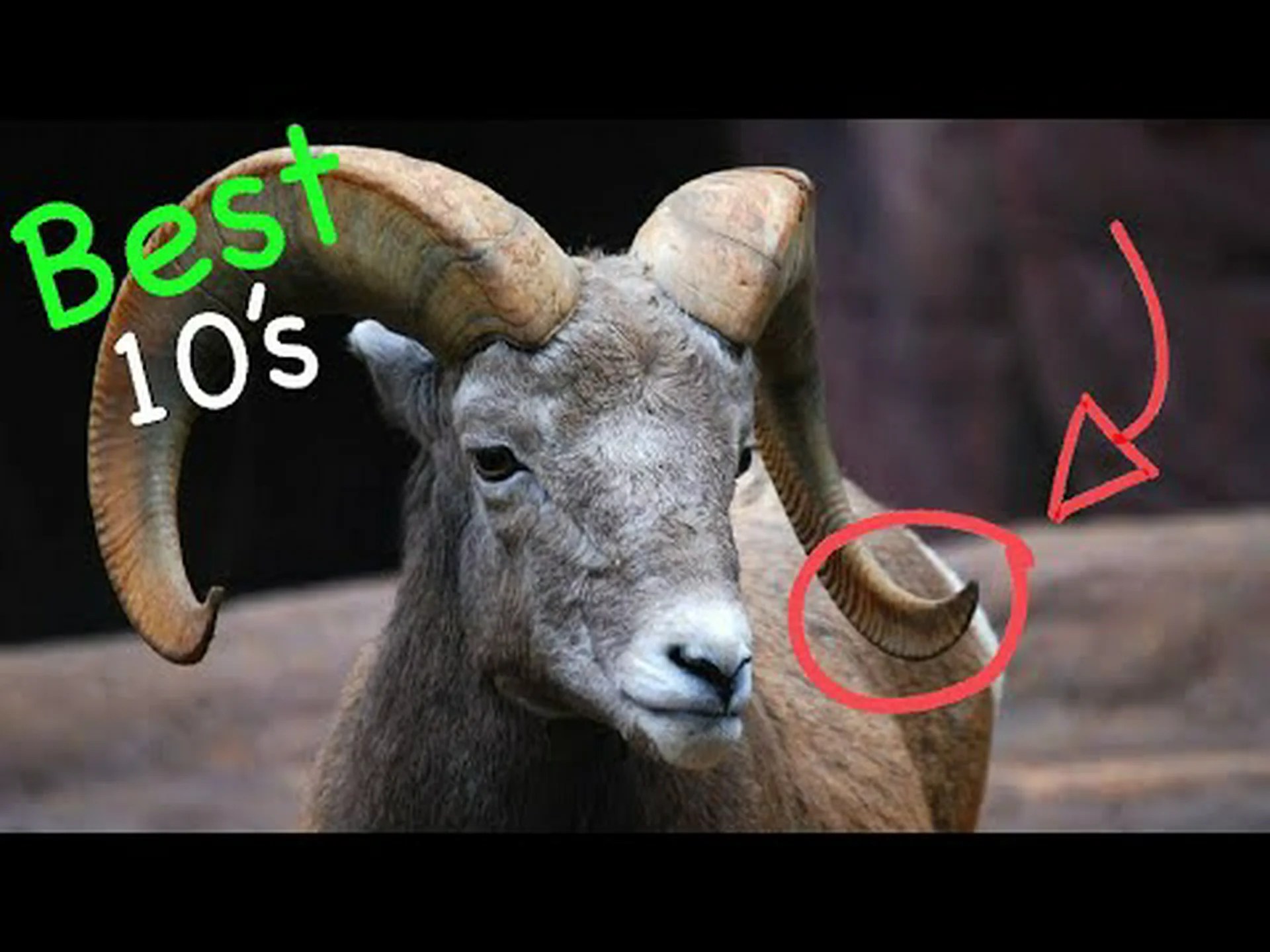 牙を持つ 7 つの動物 (そして角との違い) 牙を持つ 7 つの動物 (そして角との違い)