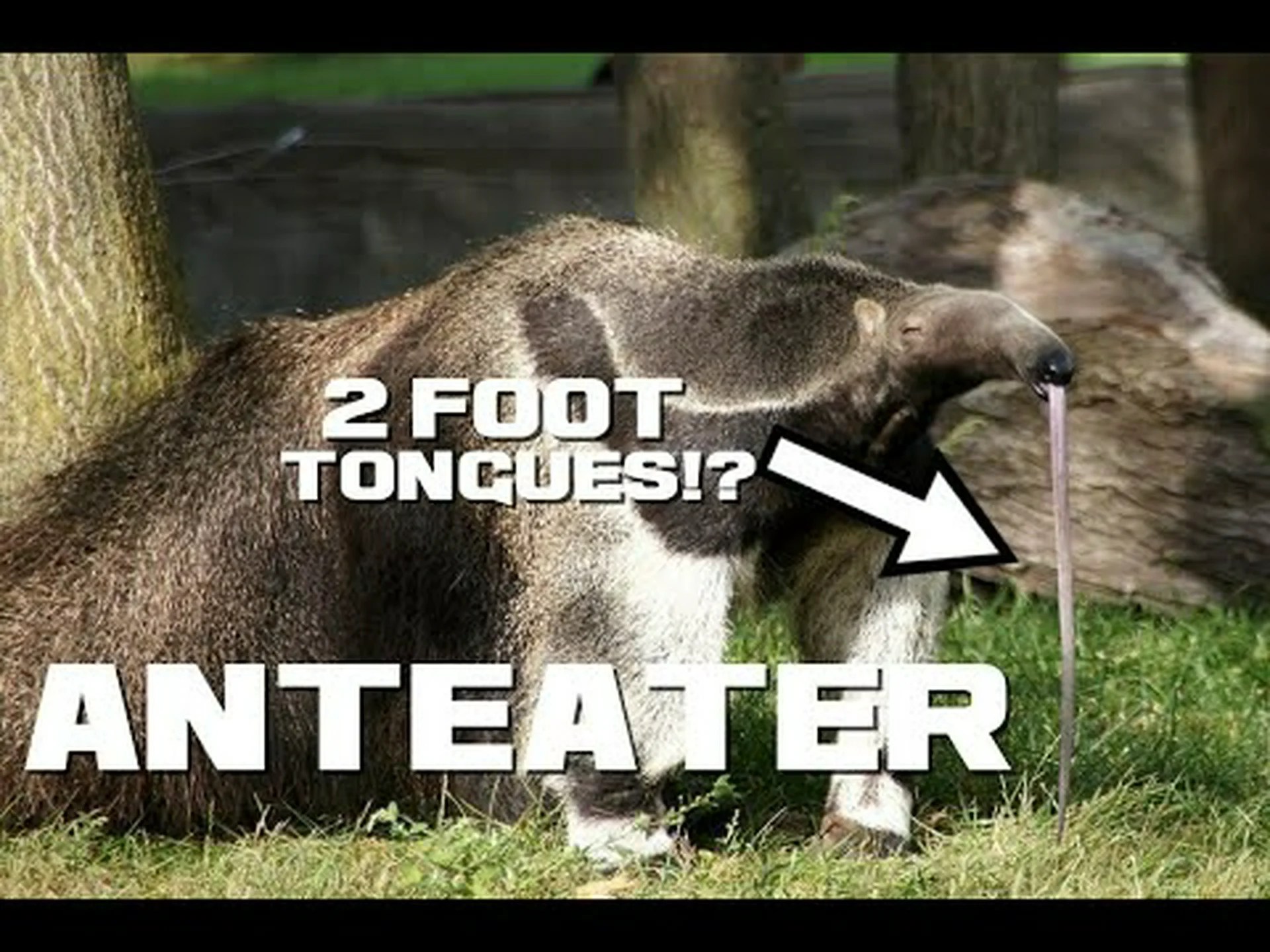 アリクイに関する 10 の驚くべき事実 アリクイに関する 10 の驚くべき事実