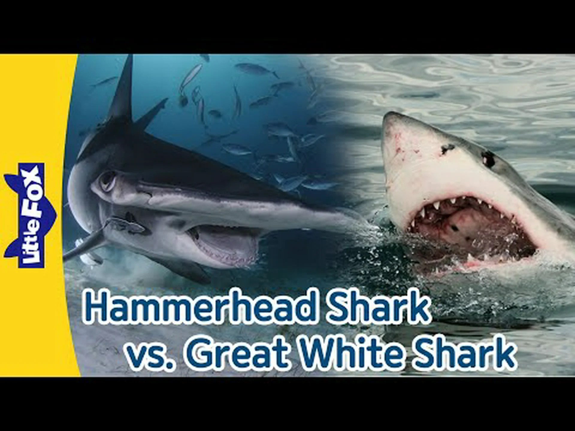 リッジバックシュモクザメ vs ホオジロザメ リッジバックシュモクザメ vs ホオジロザメ