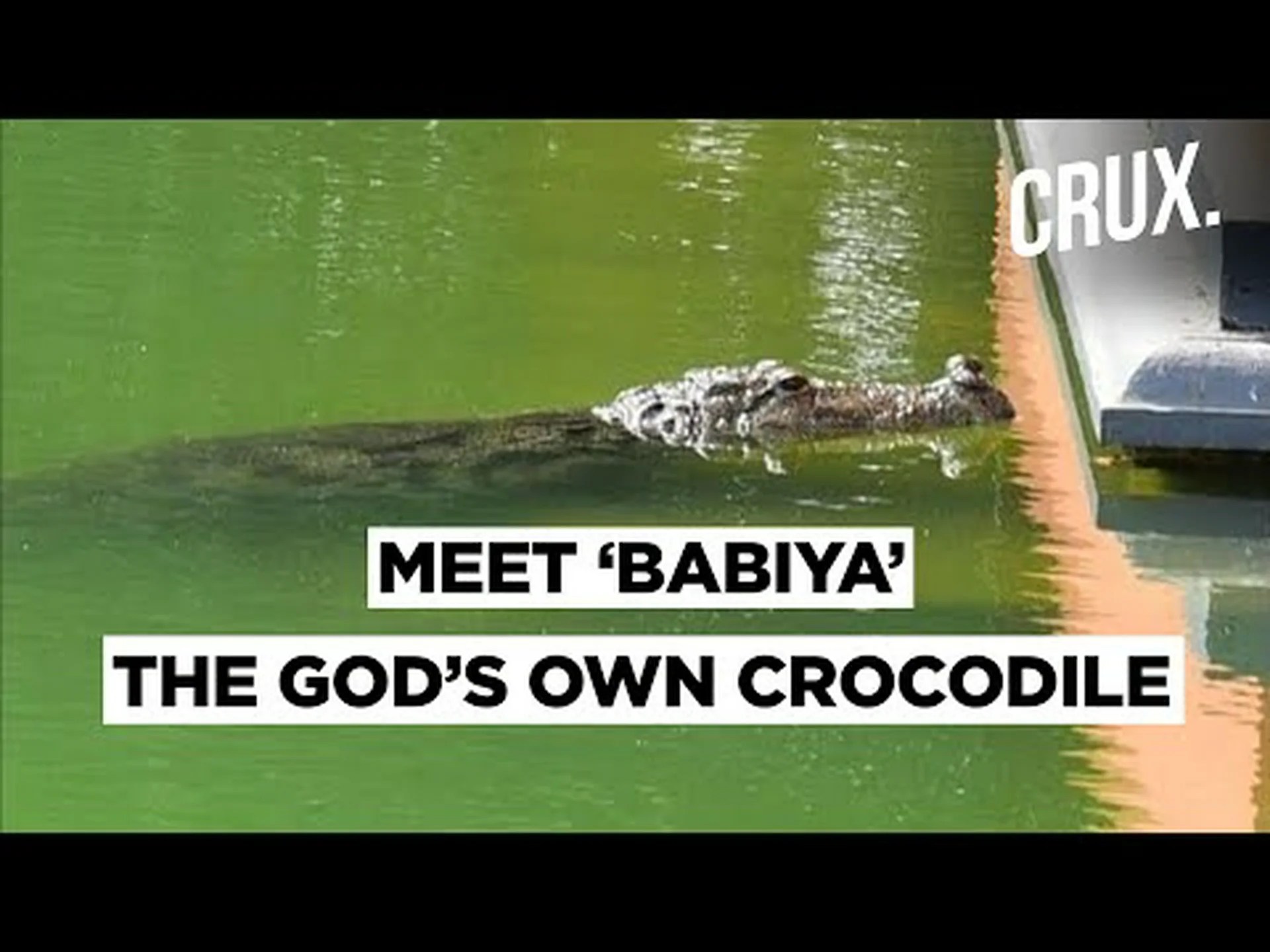 神聖な神殿を守るベジタリアンのワニの実話 神聖な神殿を守るベジタリアンのワニの実話