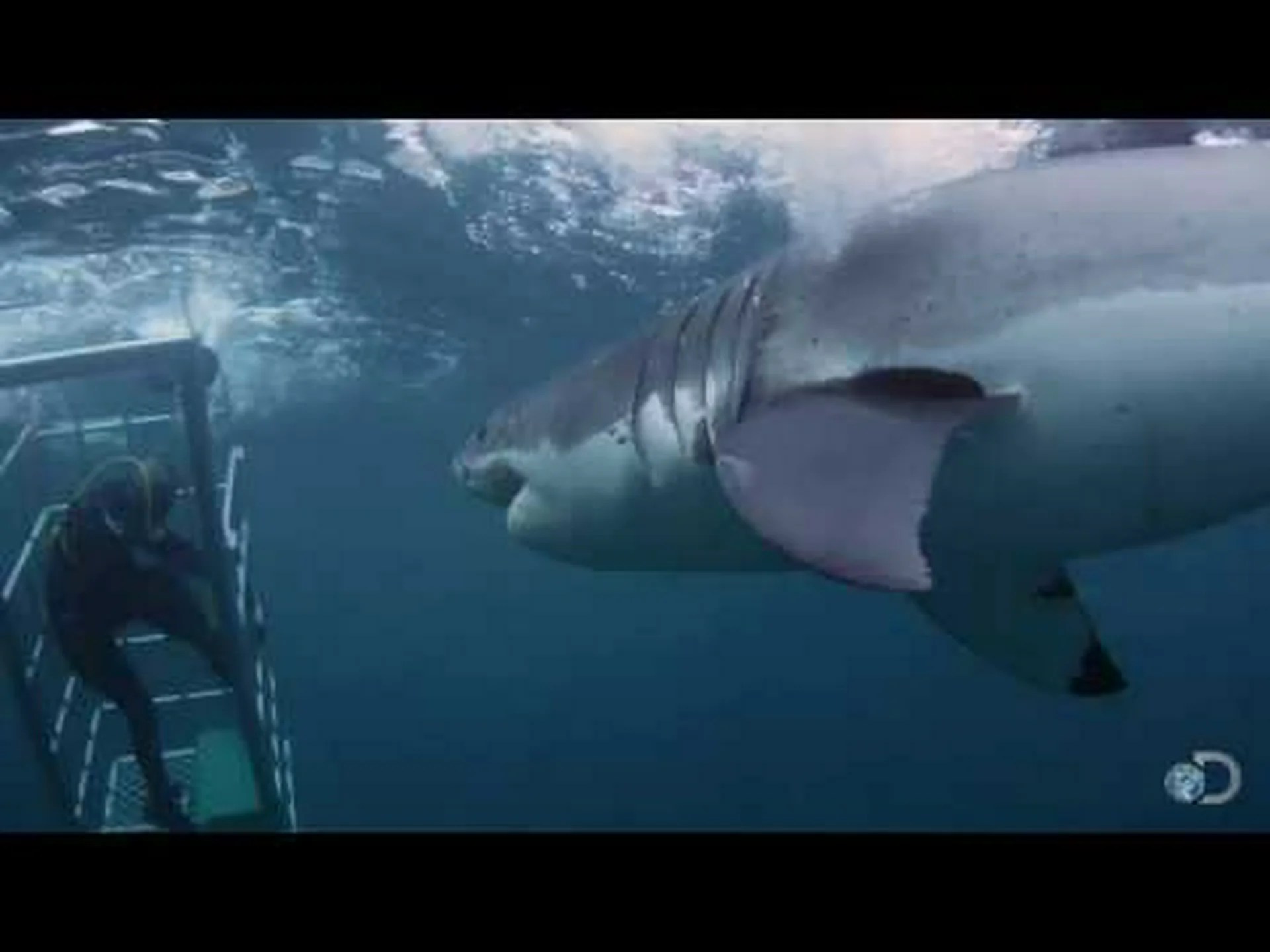 ホホジロザメを一刀両断する恐ろしい魚を発見 ホホジロザメを一刀両断する恐ろしい魚を発見