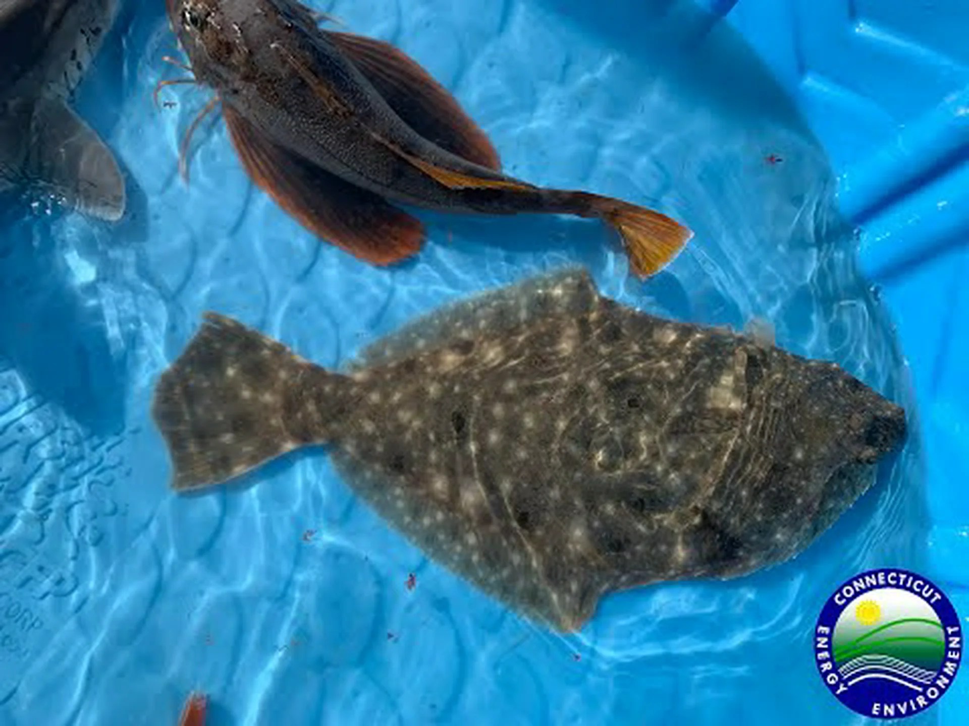 コネチカット州の公式の魚を発見してください (そしてこの夏、どこでそれらを捕まえることができますか) コネチカット州の公式の魚を発見してください (そしてこの夏、どこでそれらを捕まえることができますか)