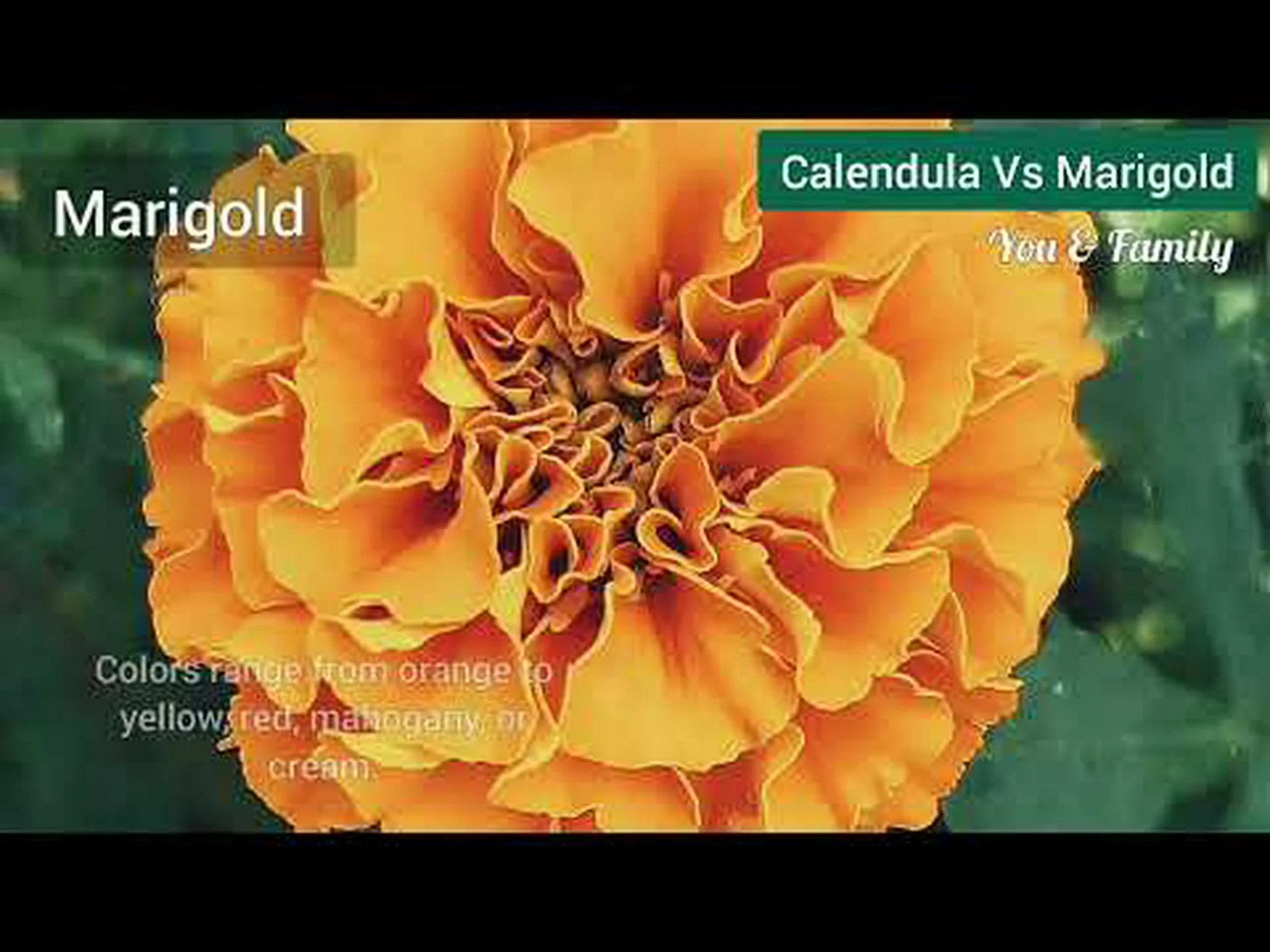 カレンデュラとマリーゴールド:違いはありますか? カレンデュラとマリーゴールド:違いはありますか?