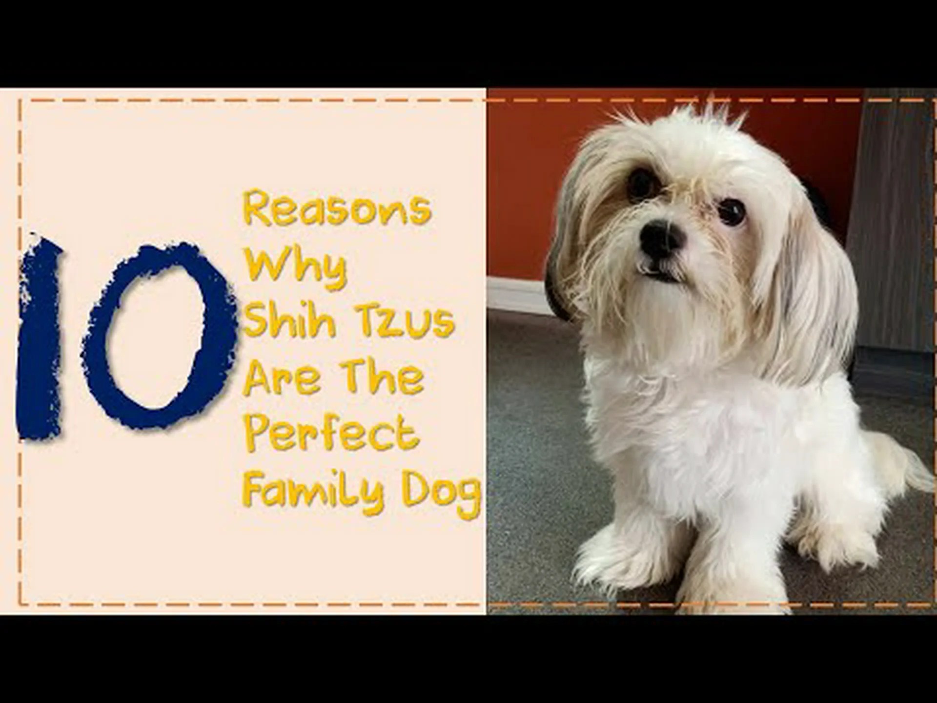 シーズーが家庭犬として最適である10の理由 シーズーが家庭犬として最適である10の理由