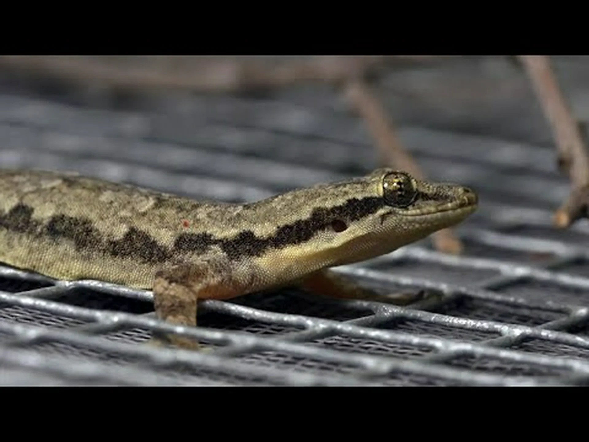 新種のヤモリ発見、その超能力はすごい 新種のヤモリ発見、その超能力はすごい