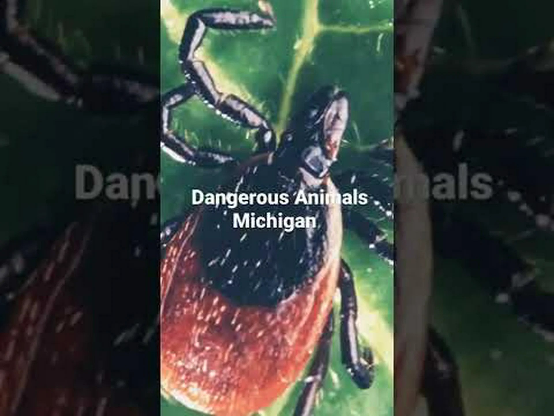 ミシガン州の湖と川で見つかった 5 つの危険な動物に注意してください ミシガン州の湖と川で見つかった 5 つの危険な動物に注意してください