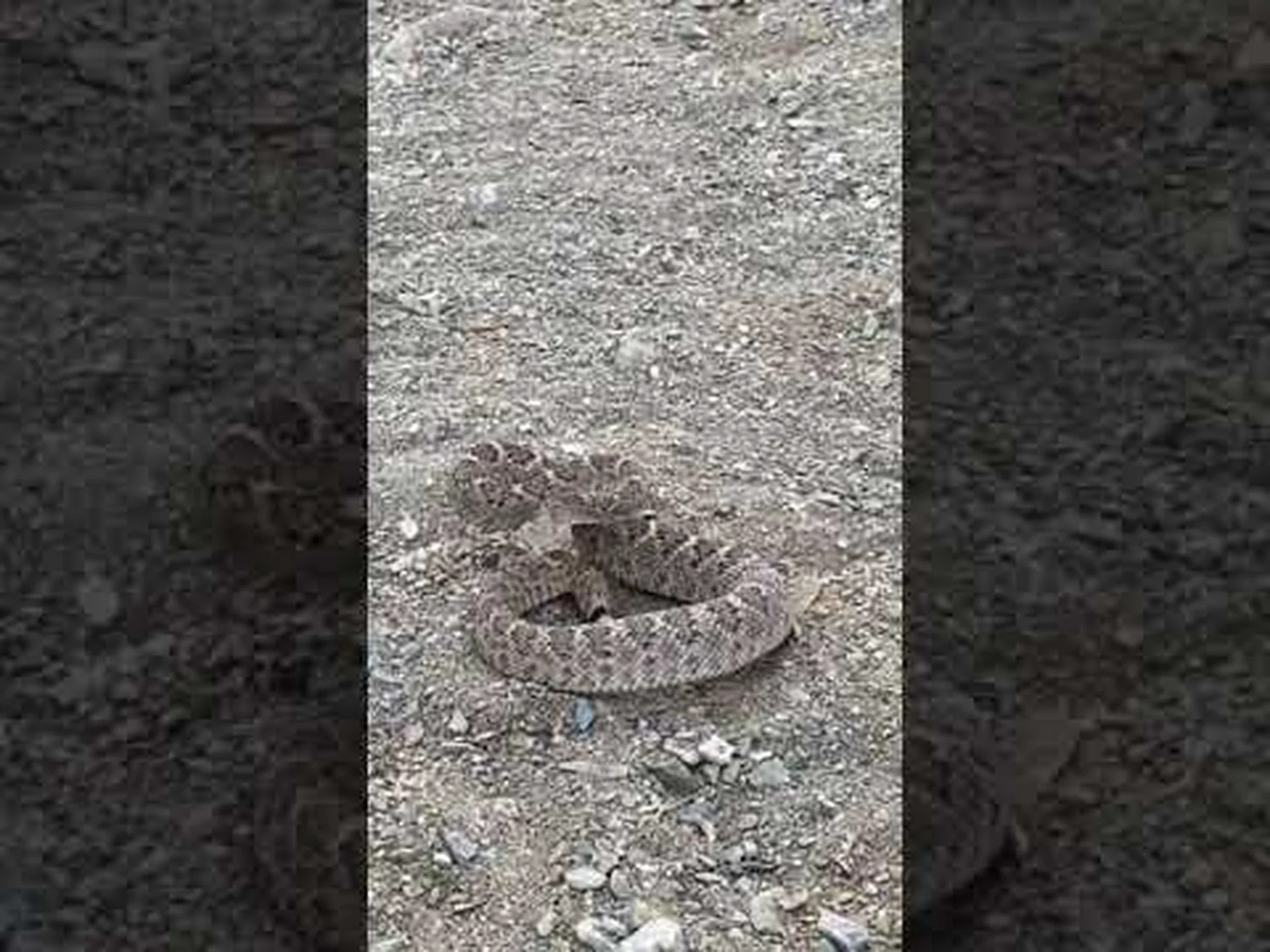 気をつけて!ガラガラヘビがどこまで攻撃できるかを発見する 気をつけて!ガラガラヘビがどこまで攻撃できるかを発見する