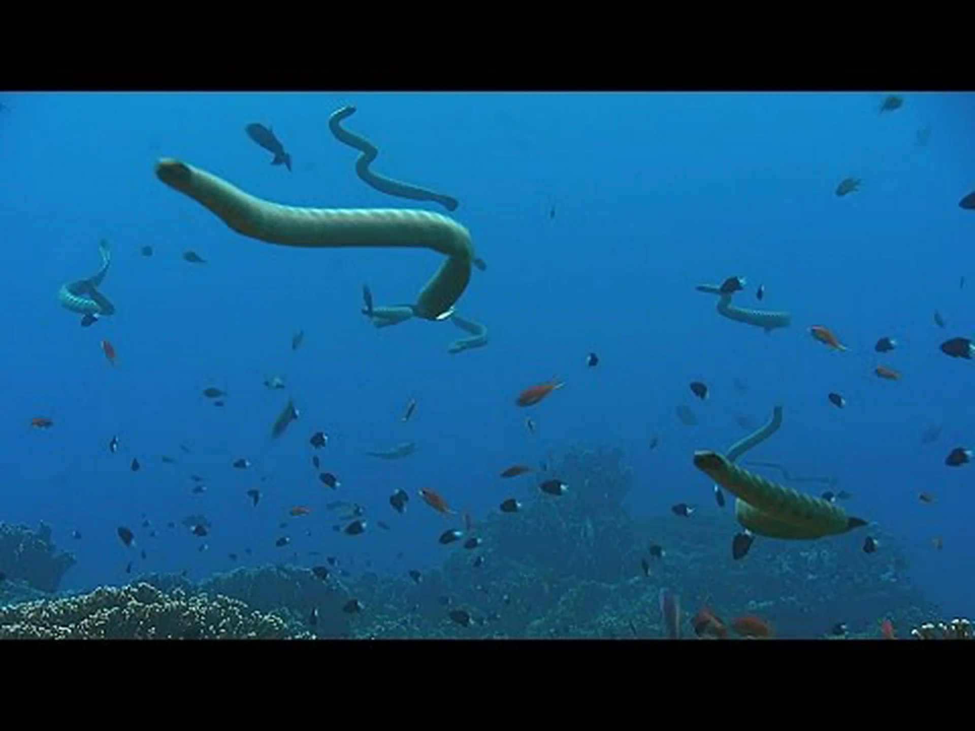 ハートウェル湖のヘビ: 泳いでも安全ですか? ハートウェル湖のヘビ: 泳いでも安全ですか?