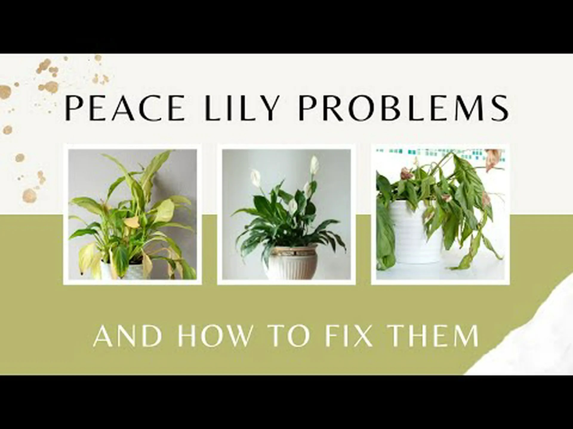 Peace Lily Leaves: よくある問題とヒント Peace Lily Leaves: よくある問題とヒント