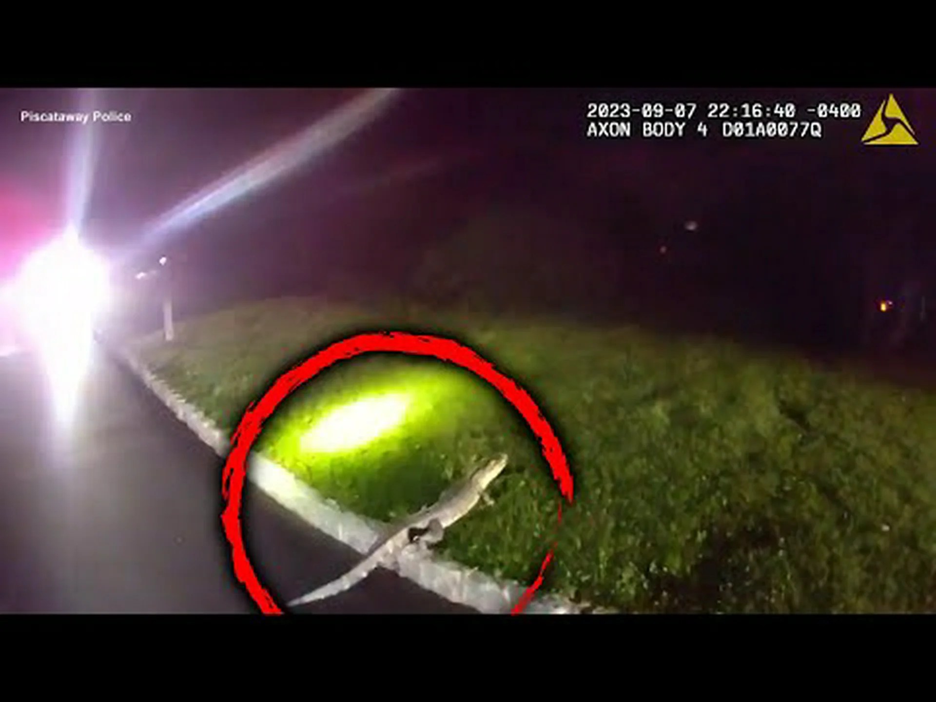 集合住宅で逃走中のワニ容疑者を捕獲 集合住宅で逃走中のワニ容疑者を捕獲