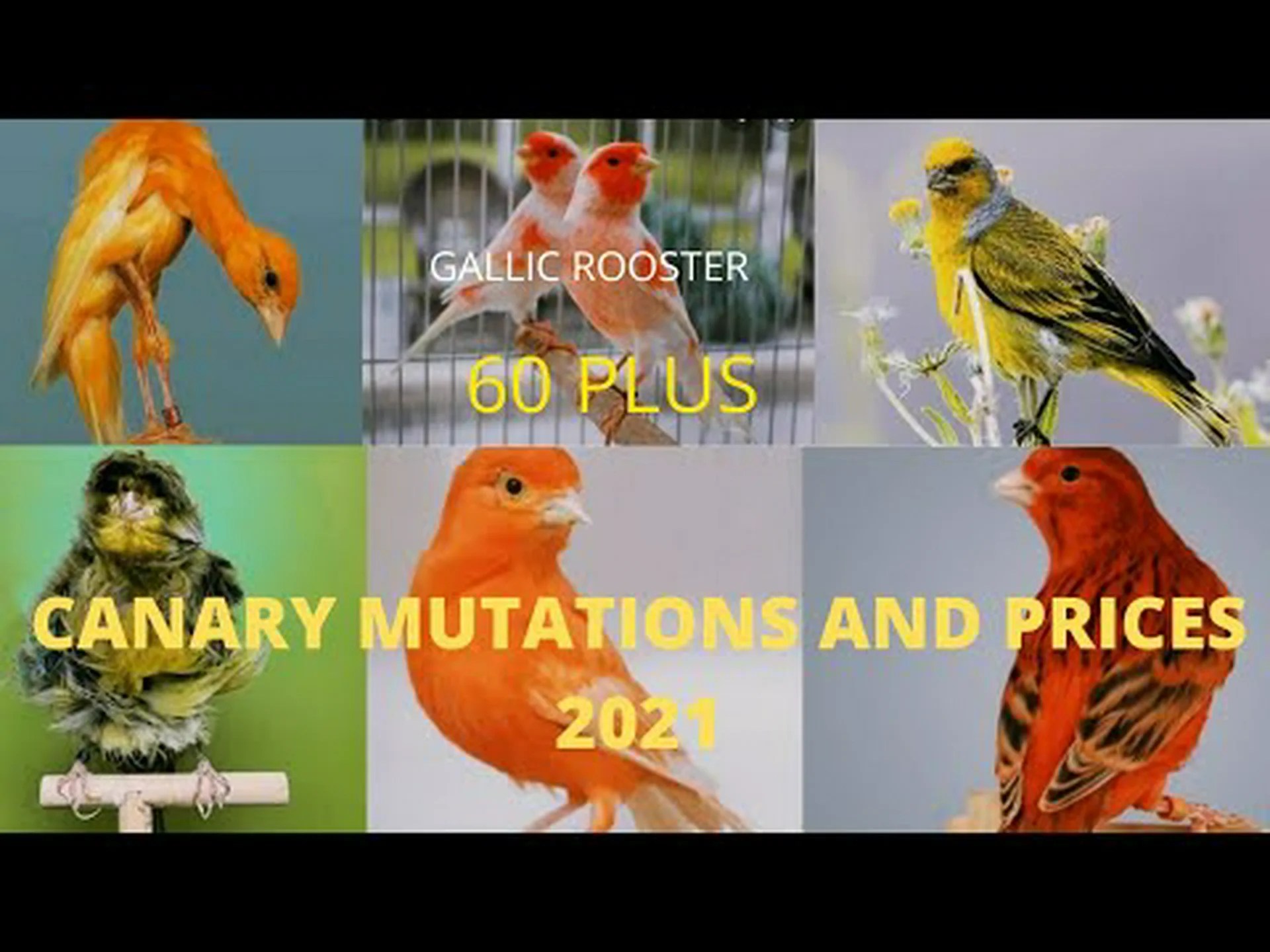 カナリアの色: 最も一般的な色から最も珍しいものまで カナリアの色: 最も一般的な色から最も珍しいものまで