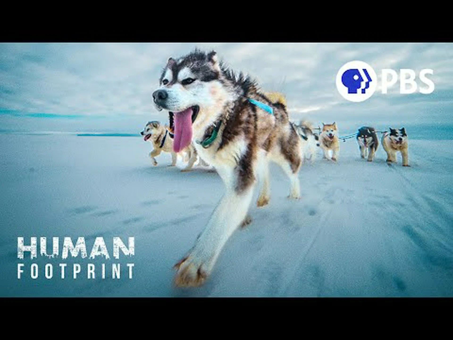 そり犬はどのようにしてこのような激しい寒さや冬の嵐を生き延びるのでしょうか? そり犬はどのようにしてこのような激しい寒さや冬の嵐を生き延びるのでしょうか?