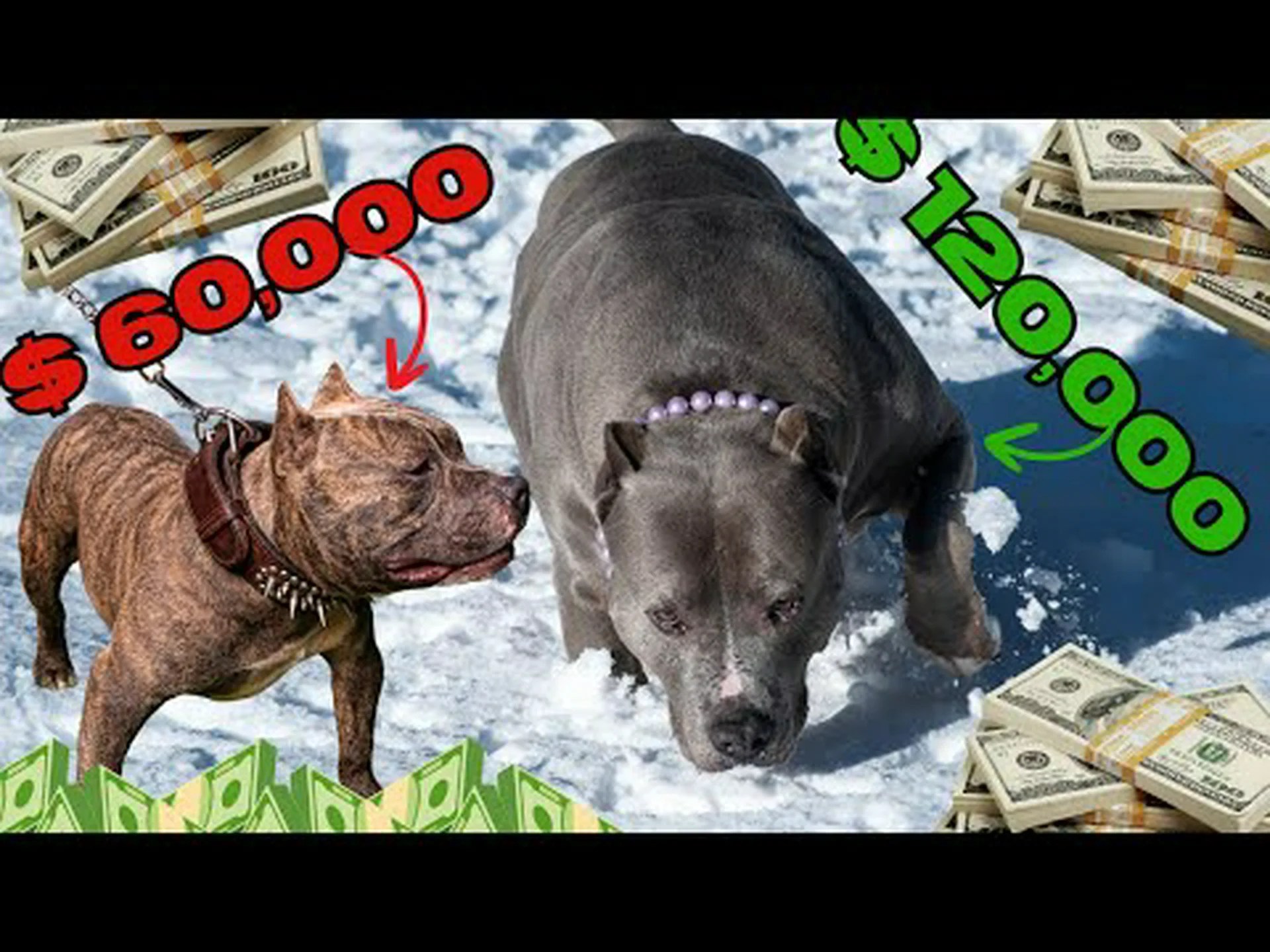 最も高価なピットブルの種類トップ 8 を発見する 最も高価なピットブルの種類トップ 8 を発見する