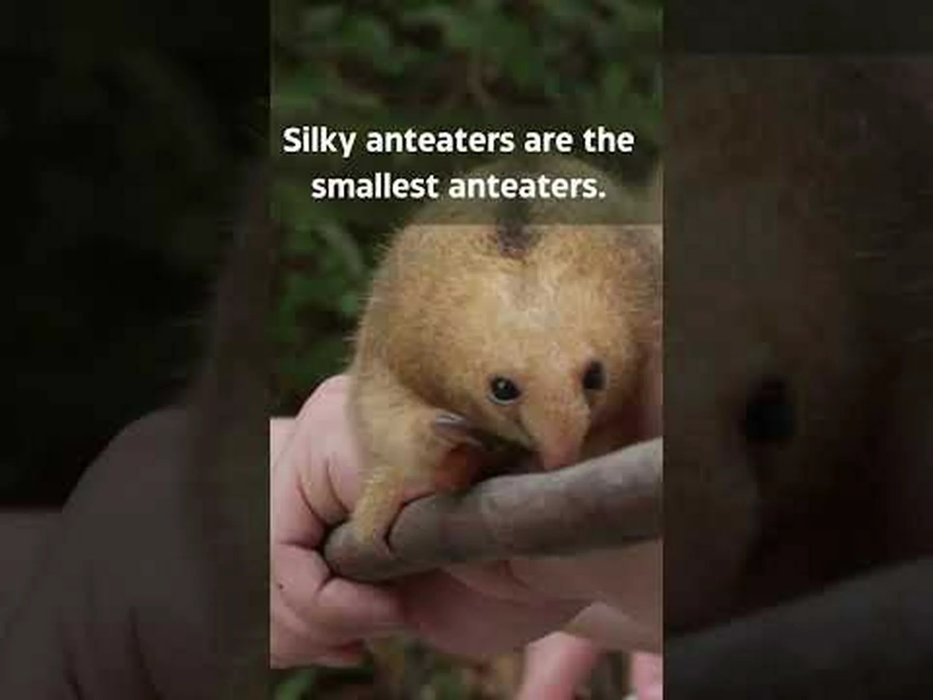 神秘的な絹のようなアリクイを発見: この小さくて遅い生き物について知っておくべきこと 神秘的な絹のようなアリクイを発見: この小さくて遅い生き物について知っておくべきこと