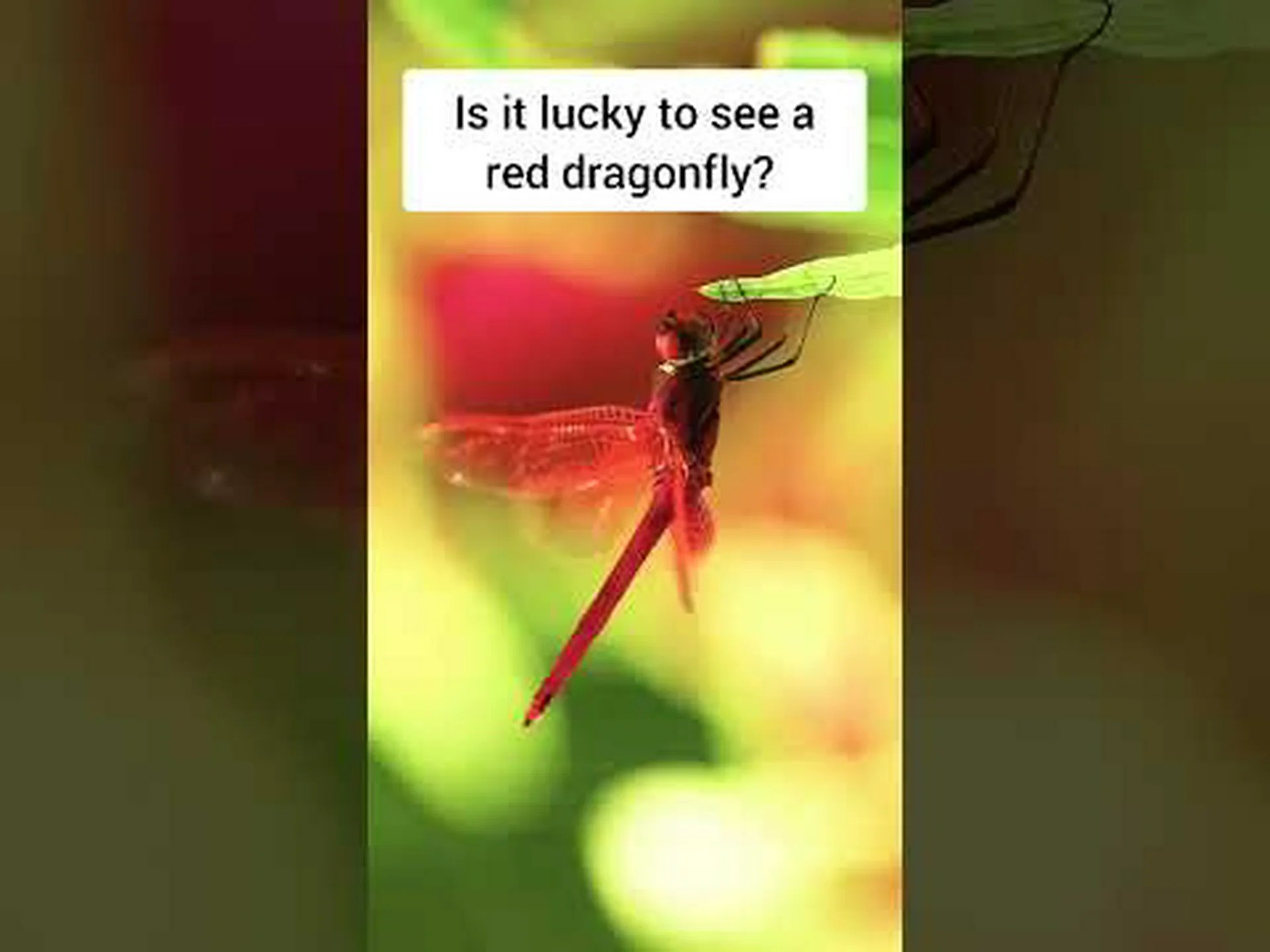 赤トンボの目撃情報: スピリチュアルな意味と象徴性 赤トンボの目撃情報: スピリチュアルな意味と象徴性