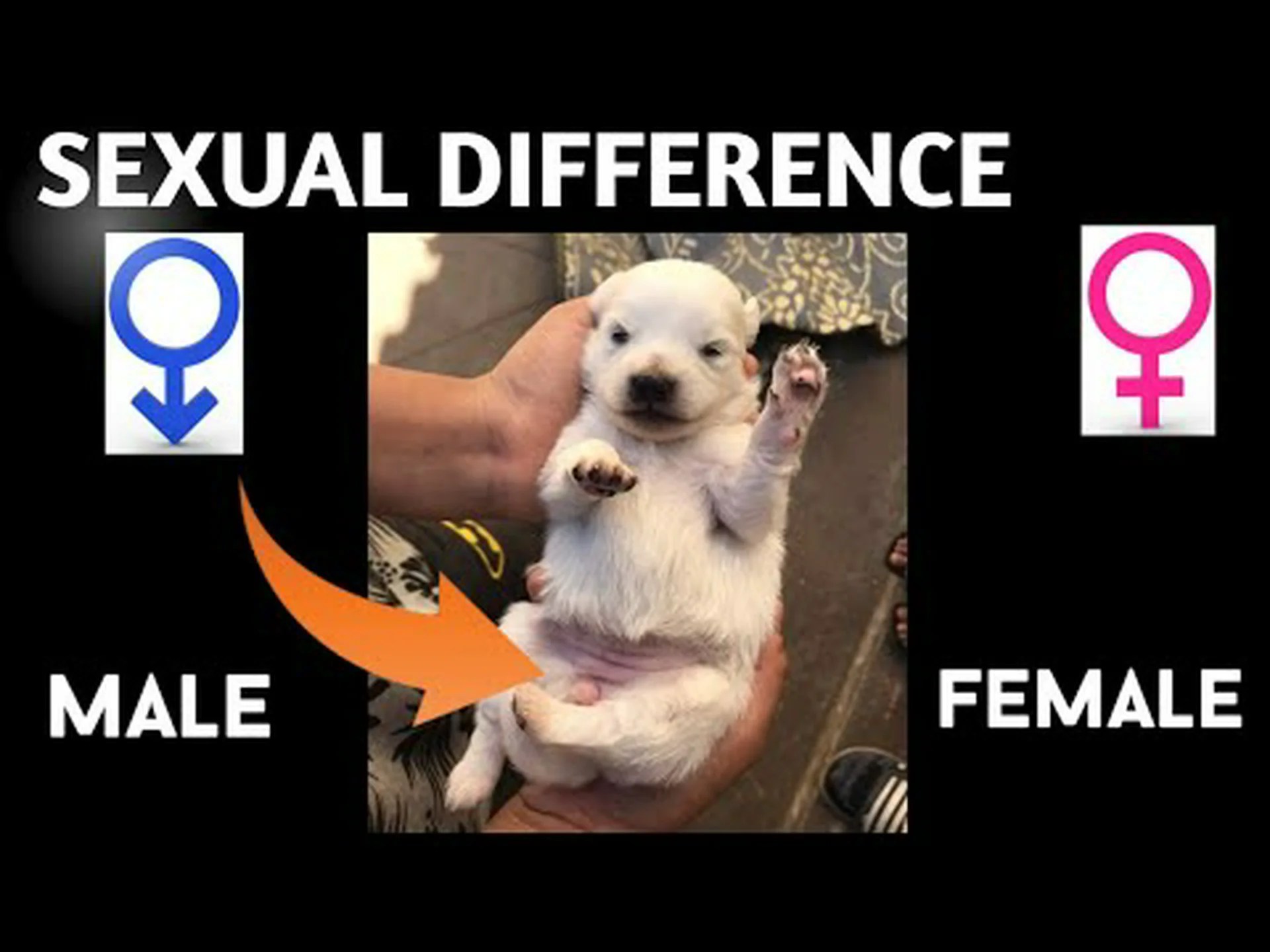 犬の乳首は何個ありますか(オスとメス) 犬の乳首は何個ありますか(オスとメス)