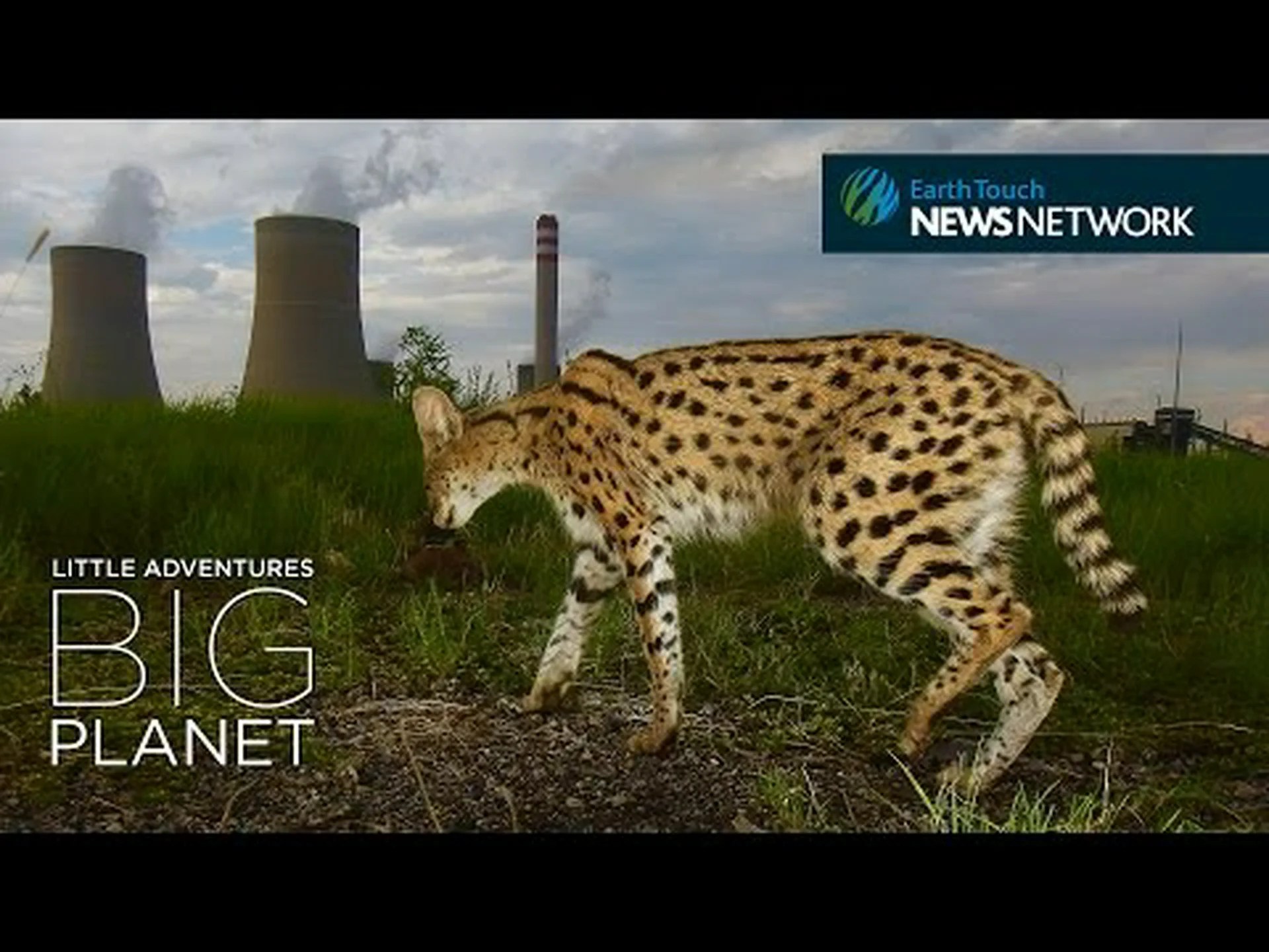 サーバルキャットの大きさはどれくらい?年齢別の成長曲線と進行状況 サーバルキャットの大きさはどれくらい?年齢別の成長曲線と進行状況