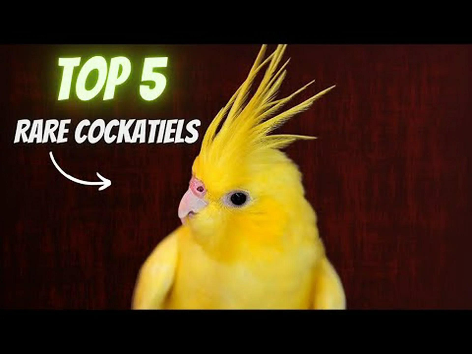 オカメインコの色: 最も珍しいものから最も一般的なものまで オカメインコの色: 最も珍しいものから最も一般的なものまで