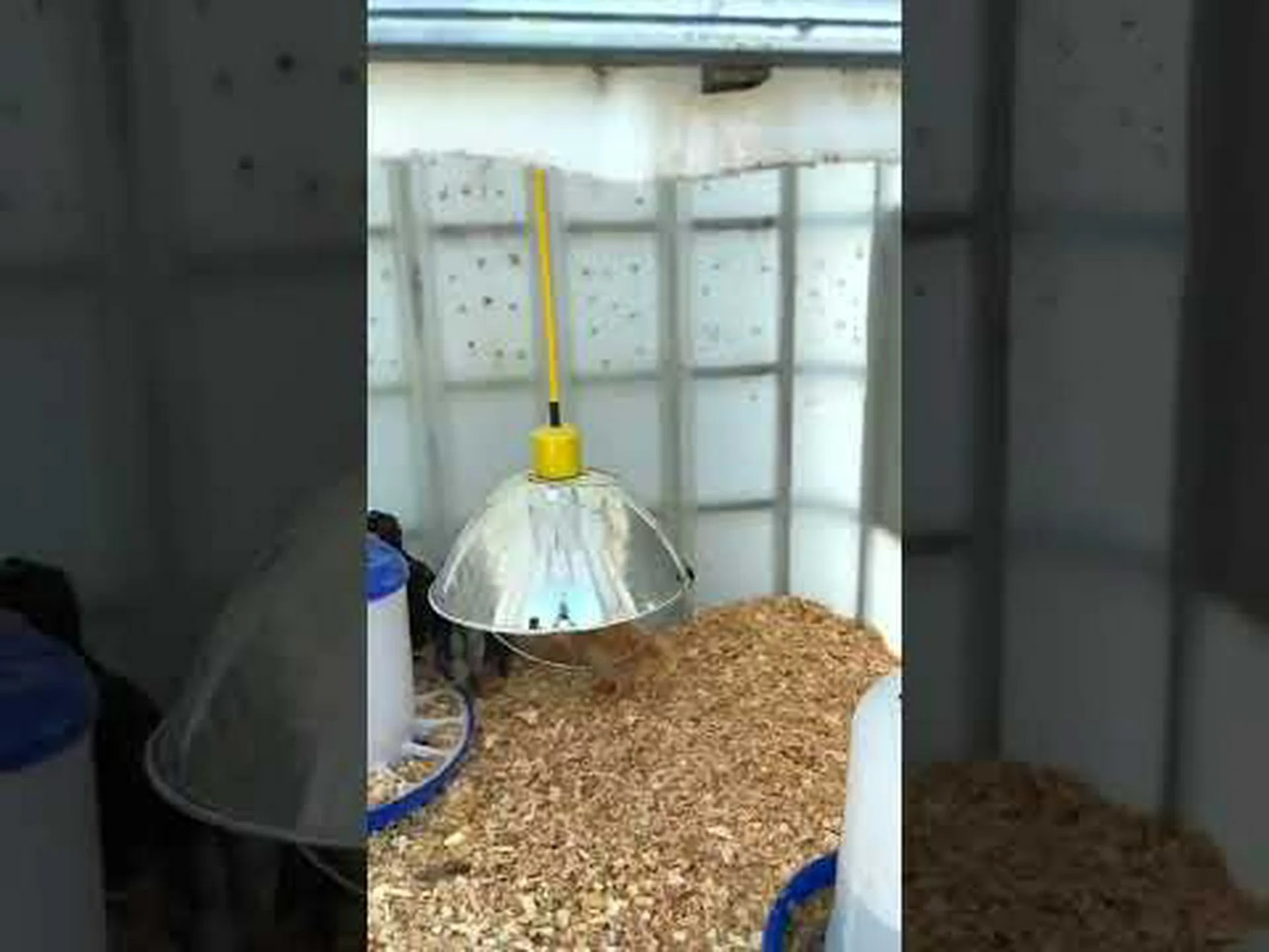 DIY 育雛器: 雛のために簡単で手頃な価格の育雛器を作成するためのシンプルなソリューション DIY 育雛器: 雛のために簡単で手頃な価格の育雛器を作成するためのシンプルなソリューション
